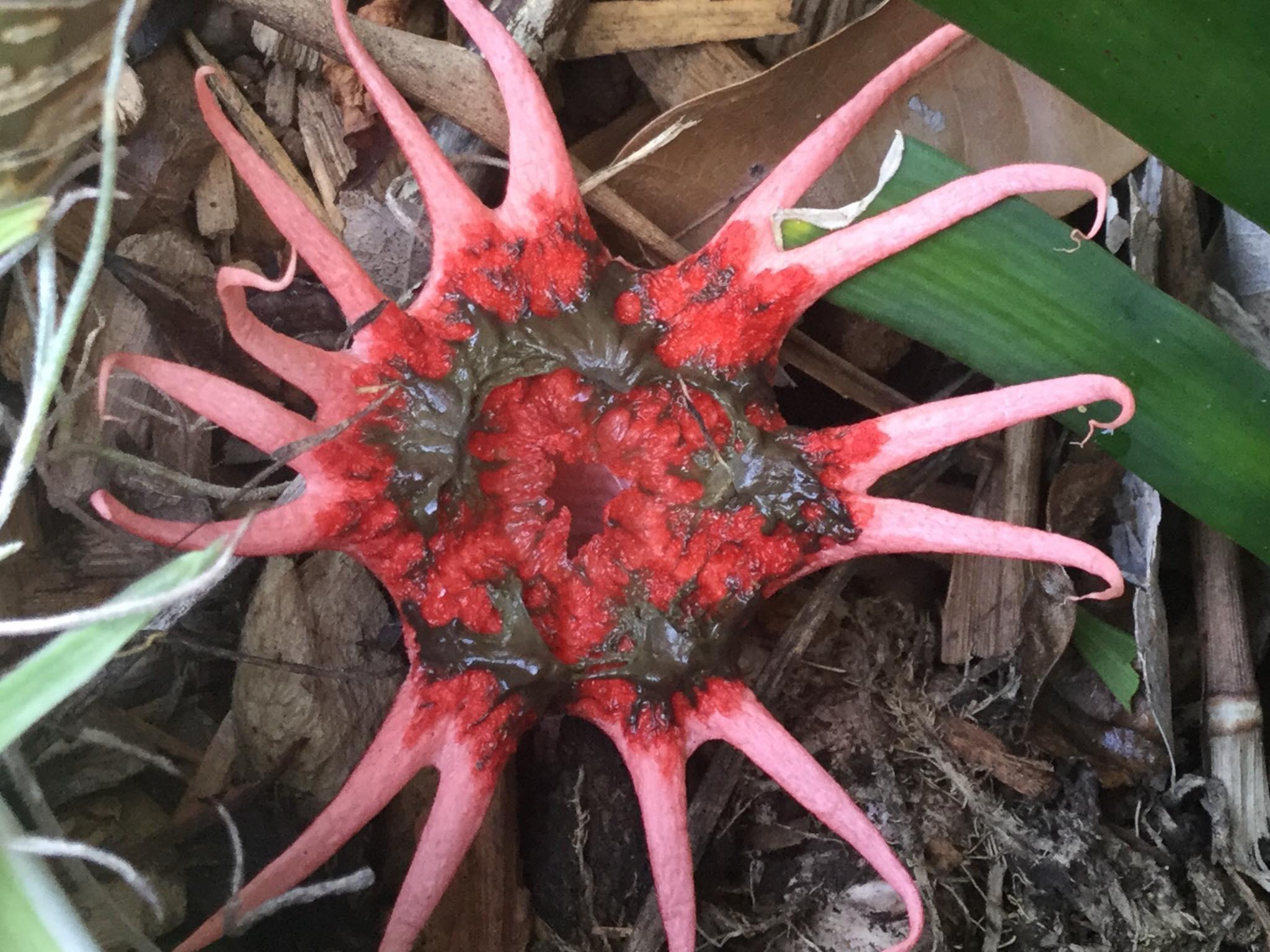 What is this plant that attracts flies and consumes them? Location NSW