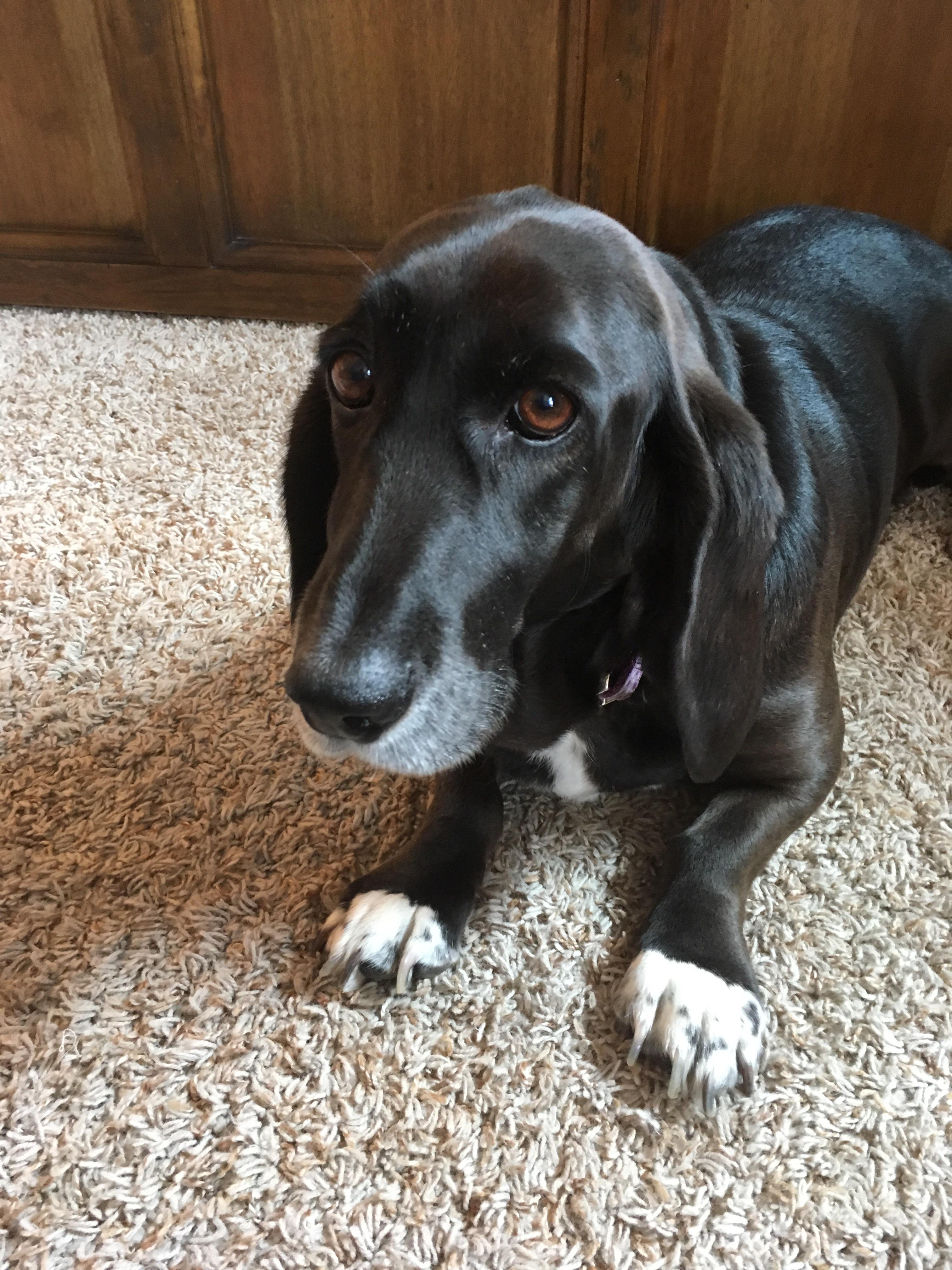 Here’s my Bagle! A Beagle/Basset Hound mix that I adore from the bottom