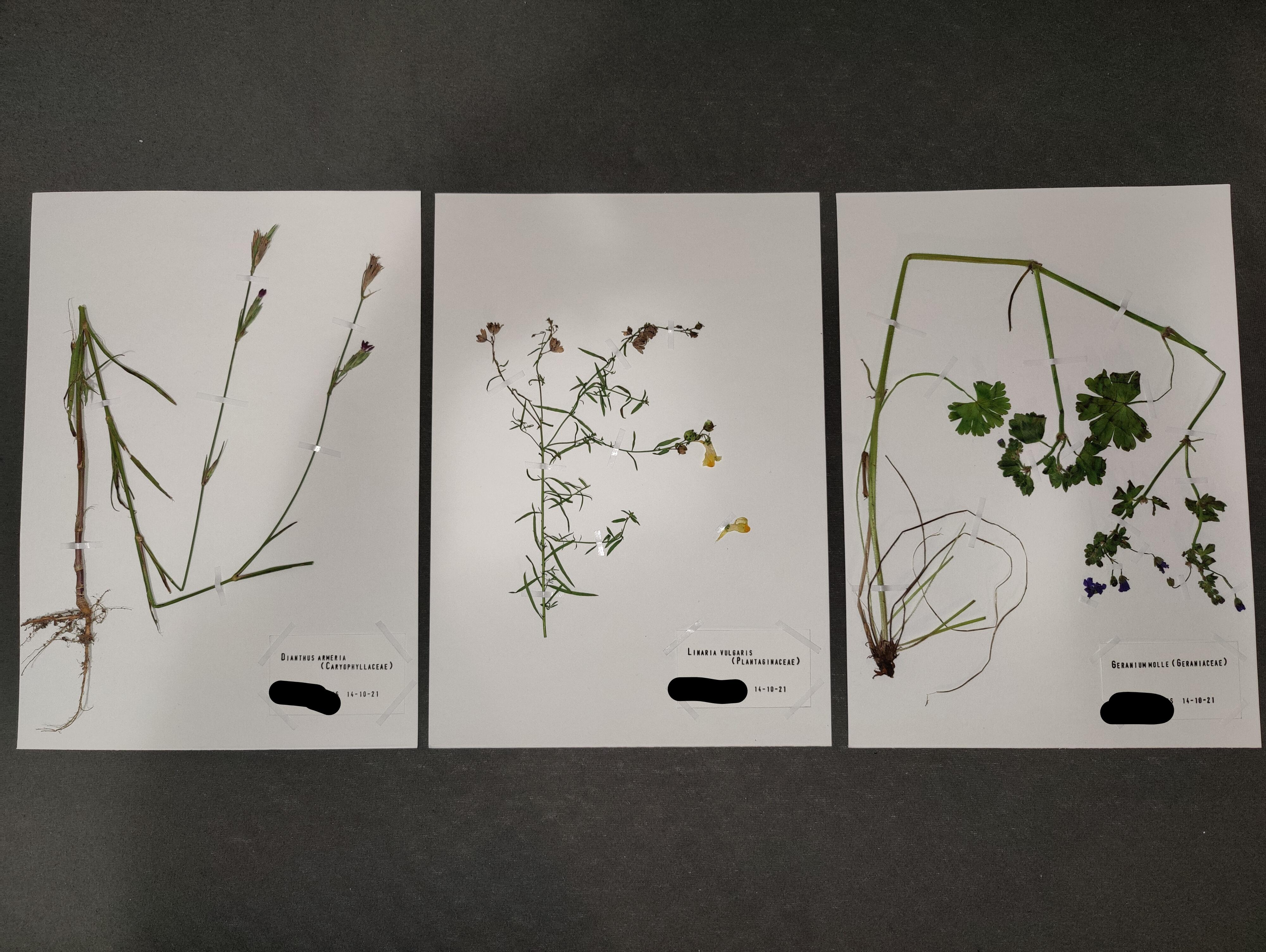 My first herbarium specimens! Any tips for the future are r