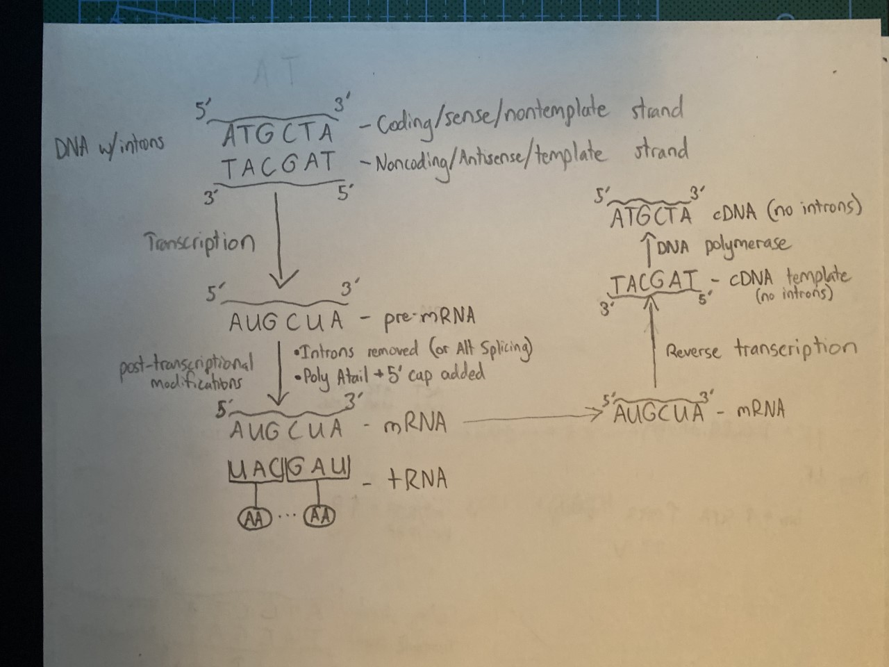 DNA to mRNA to cDNA drawing r/Mcat