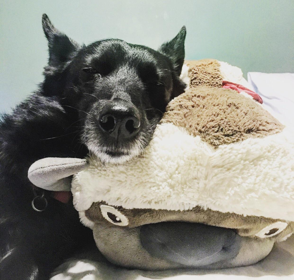 [no spoilers] dogs best friend r/TheLastAirbender