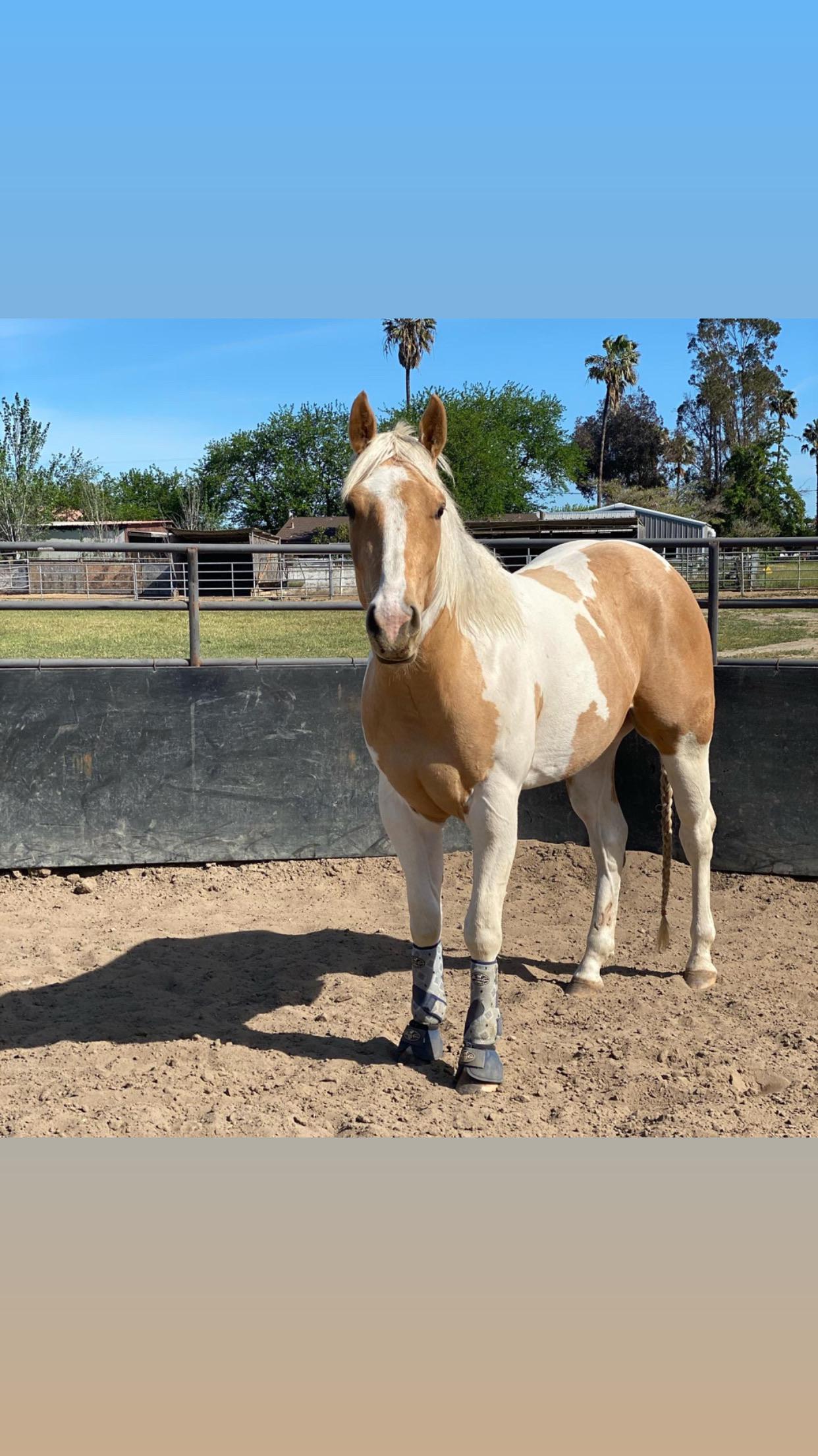 Palomino Paint Horses