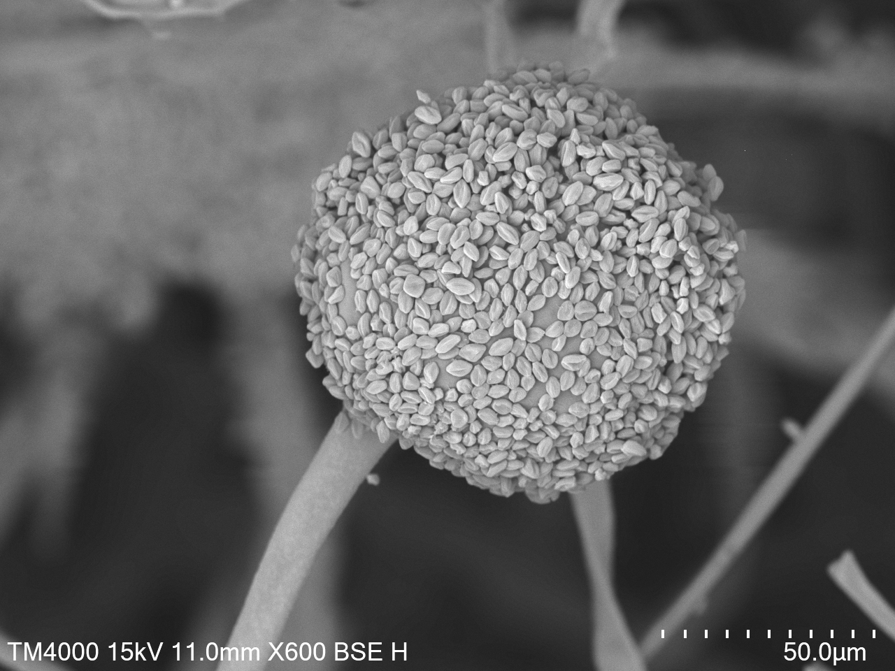 Tempeh fungus (R. Oglisporus) sporulating under an electron microscope