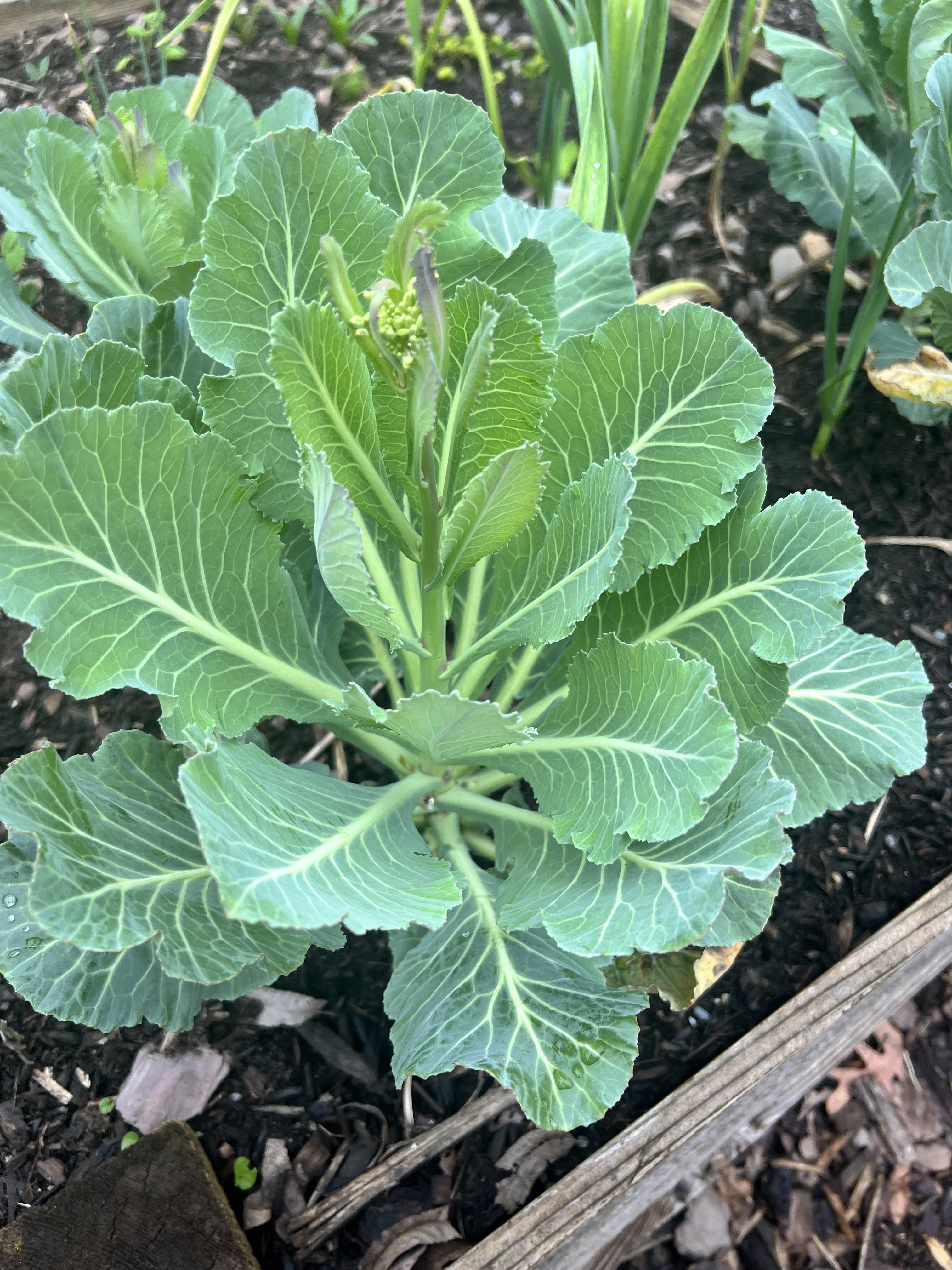 Cauliflower or Collards Flowering? r/gardening