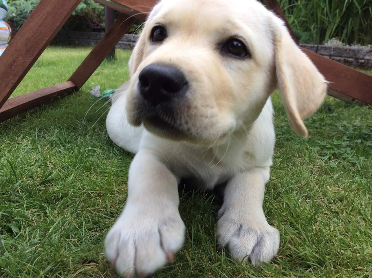 Puppy photo of our 6 year old pupper r/aww