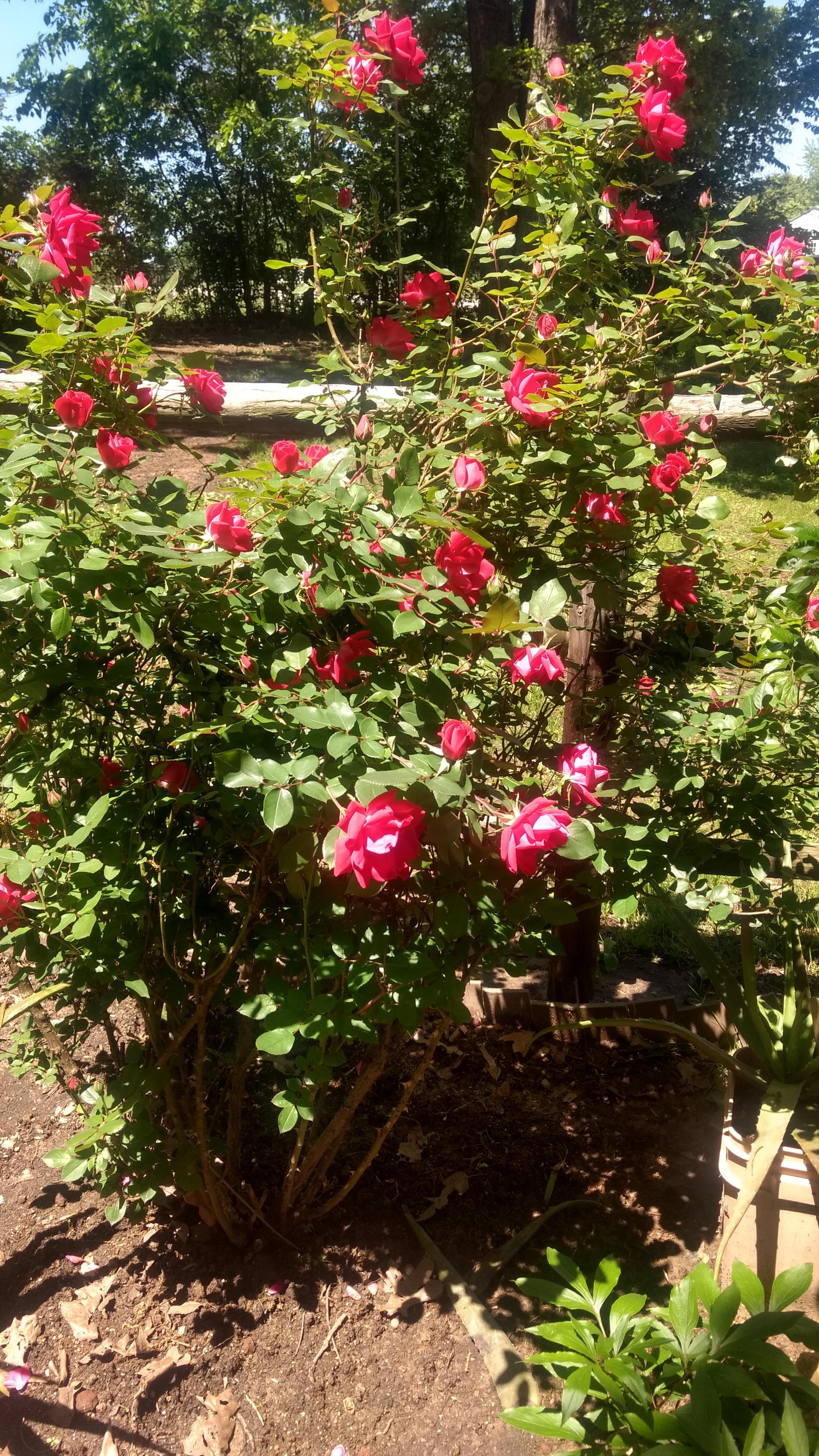 Beautiful rose bush r/BotanicalPorn