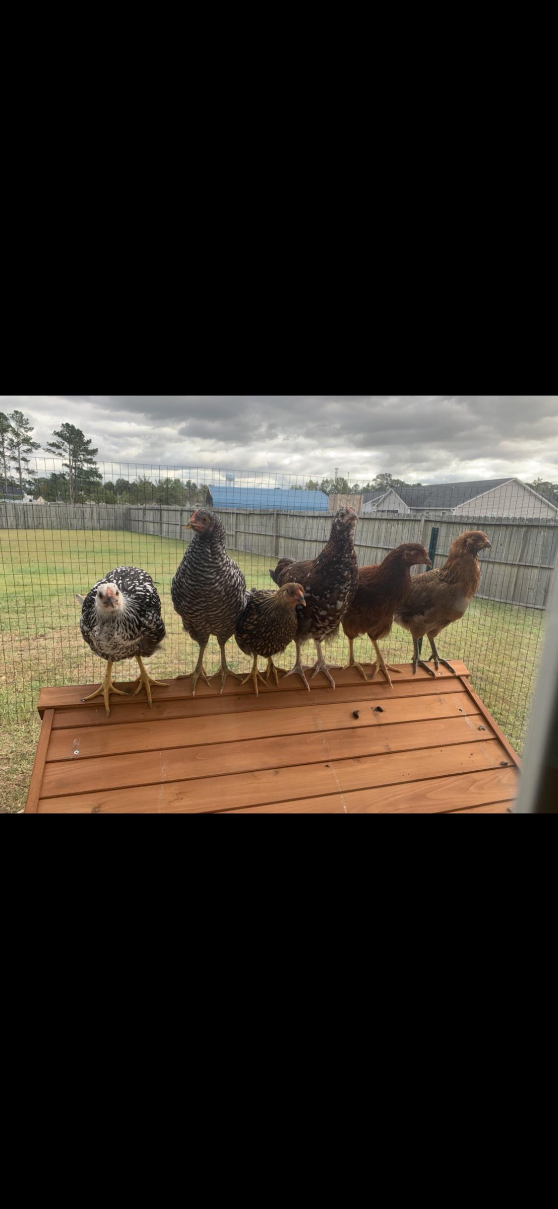 Please help! My girls stopped going inside the coop at night. (More