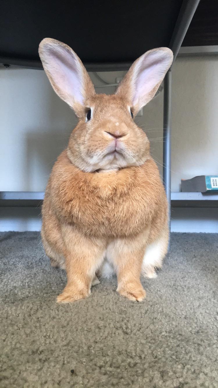 My handsome chonky boy Rabbits