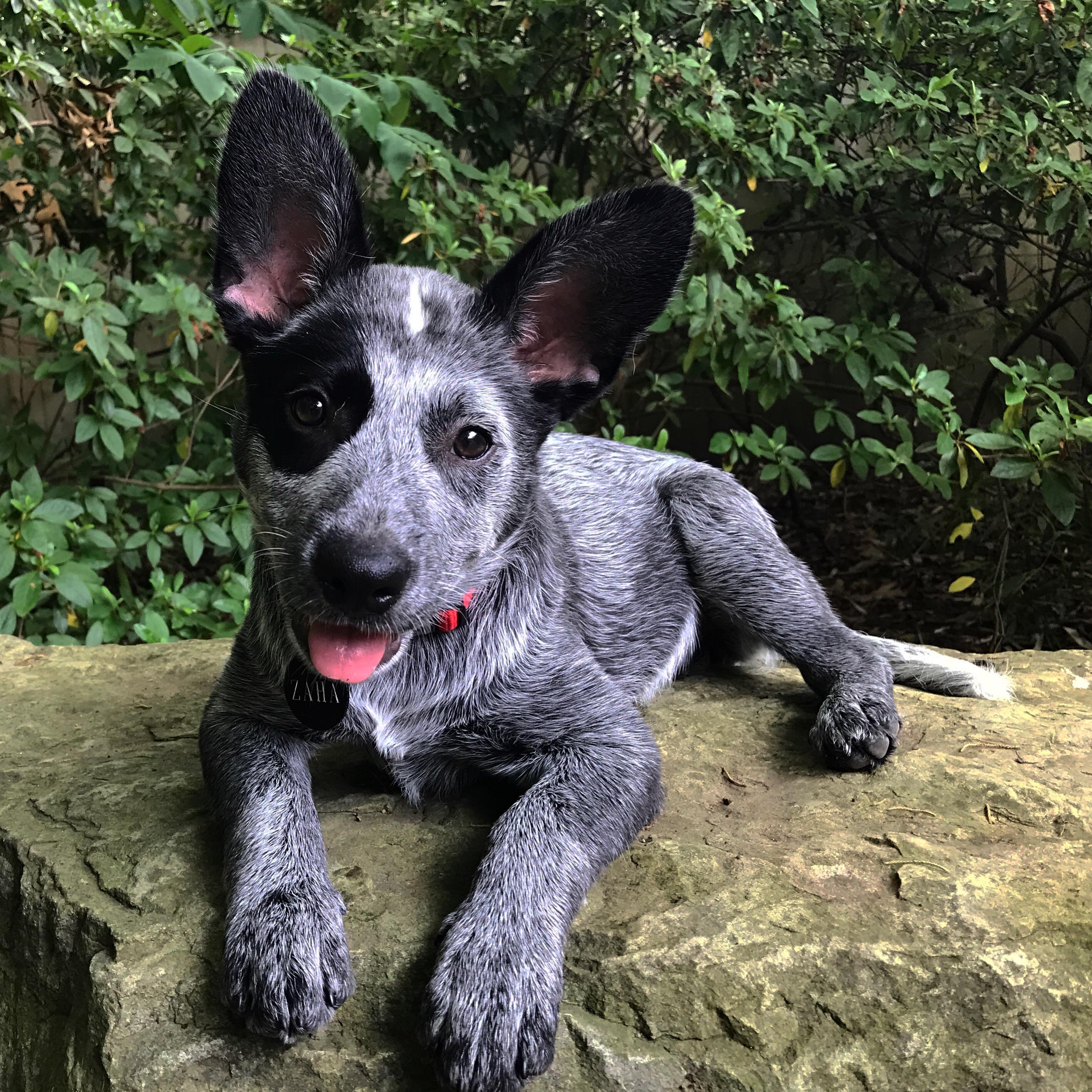 Solid Blue Australian Cattle Dog