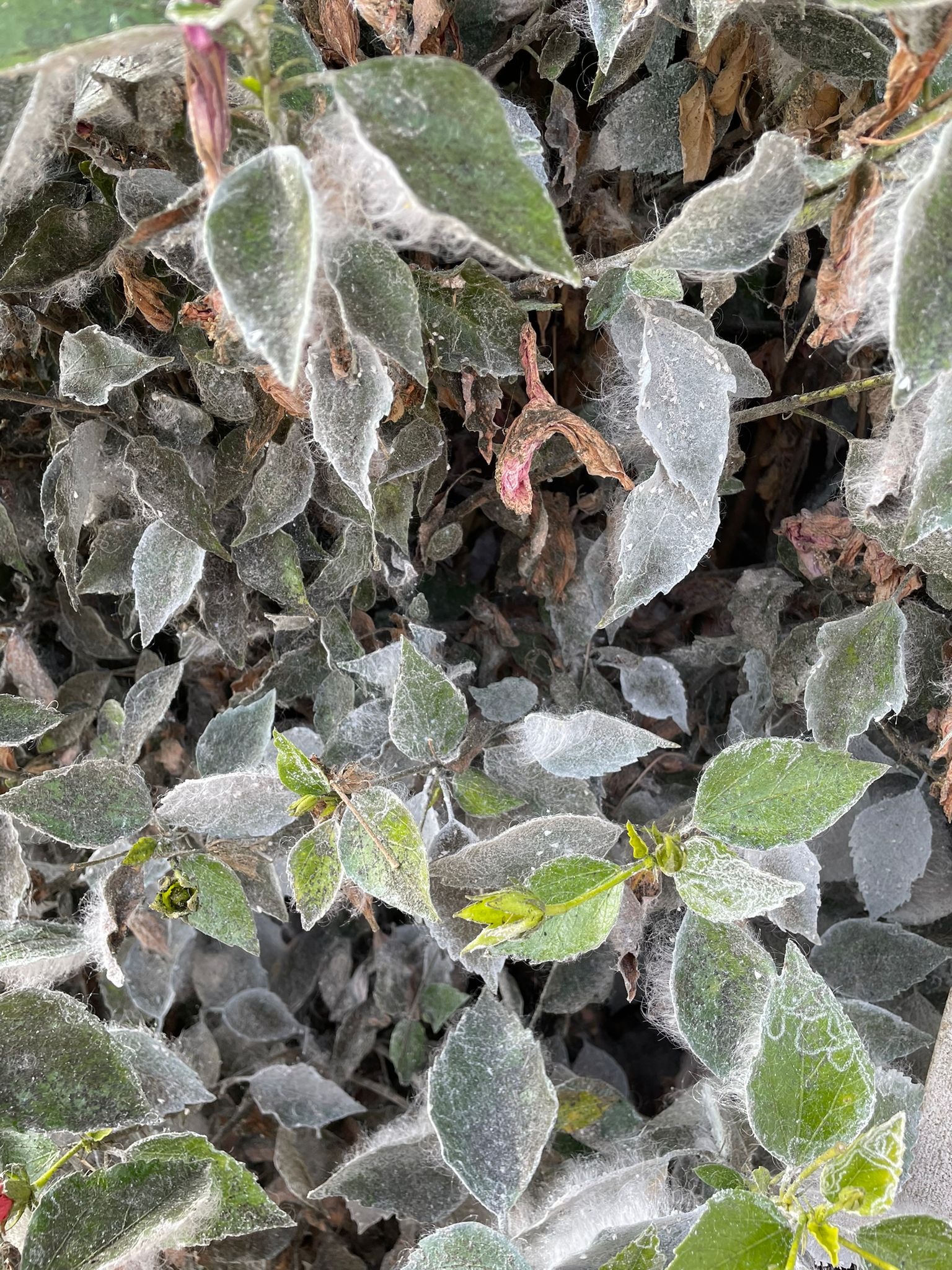 White cotton like stuff on my leaves r/gardening