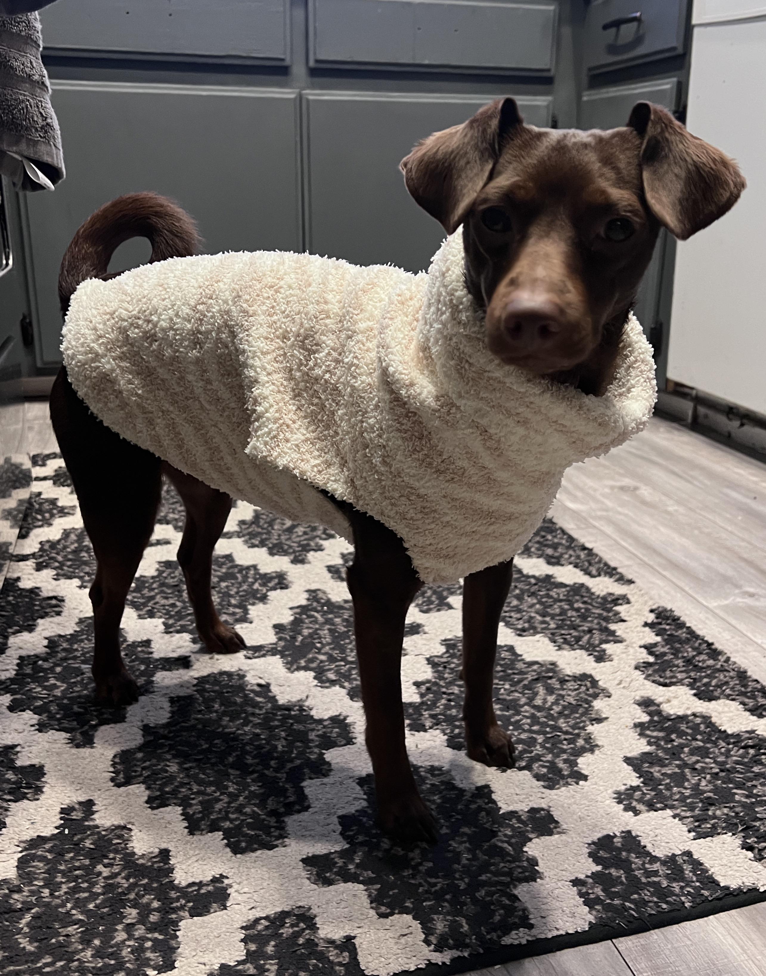 Dog clothes at Aldi r/aldi