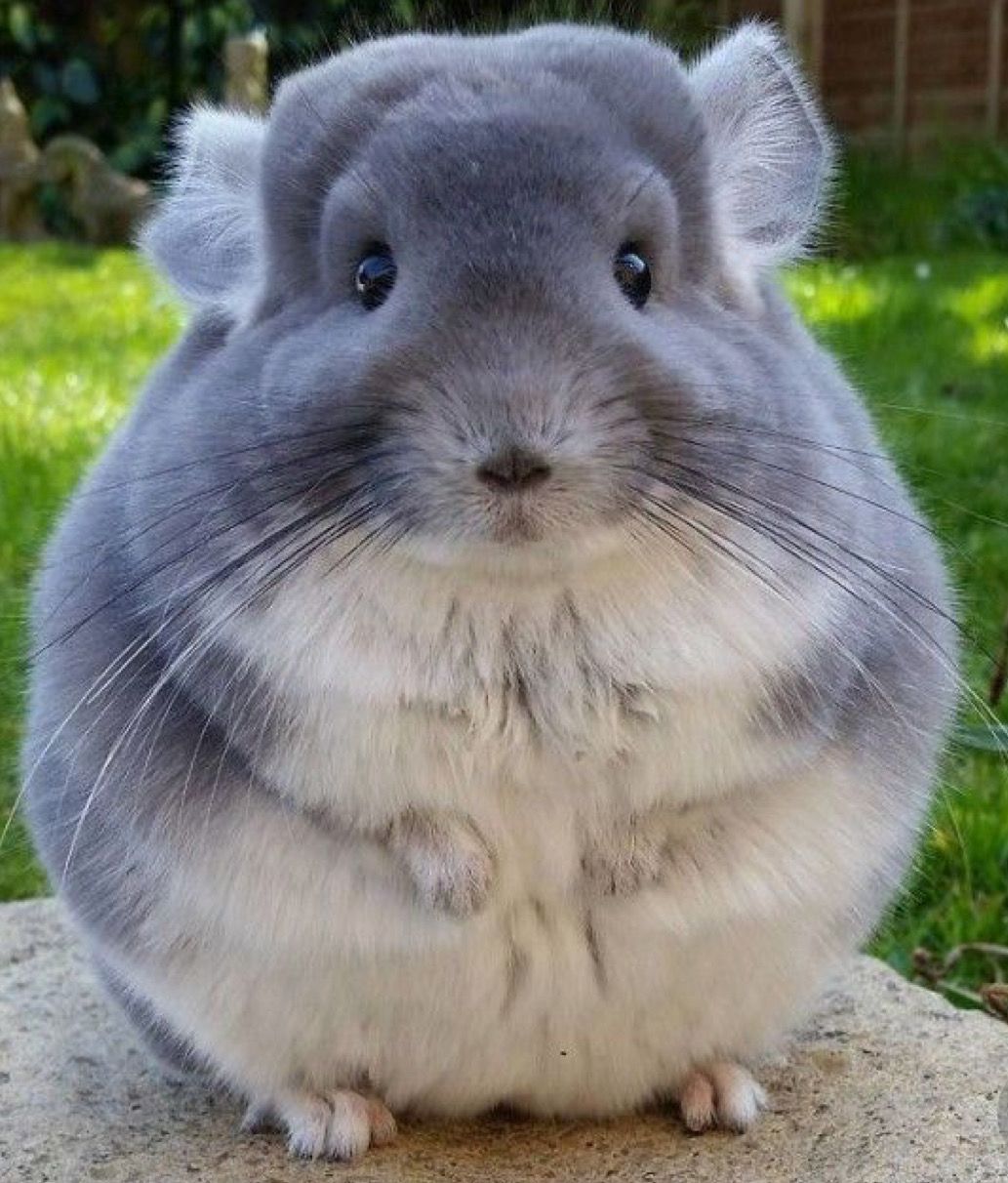 Look at this cute Chinchilla! 3 I hope you have a good day or night