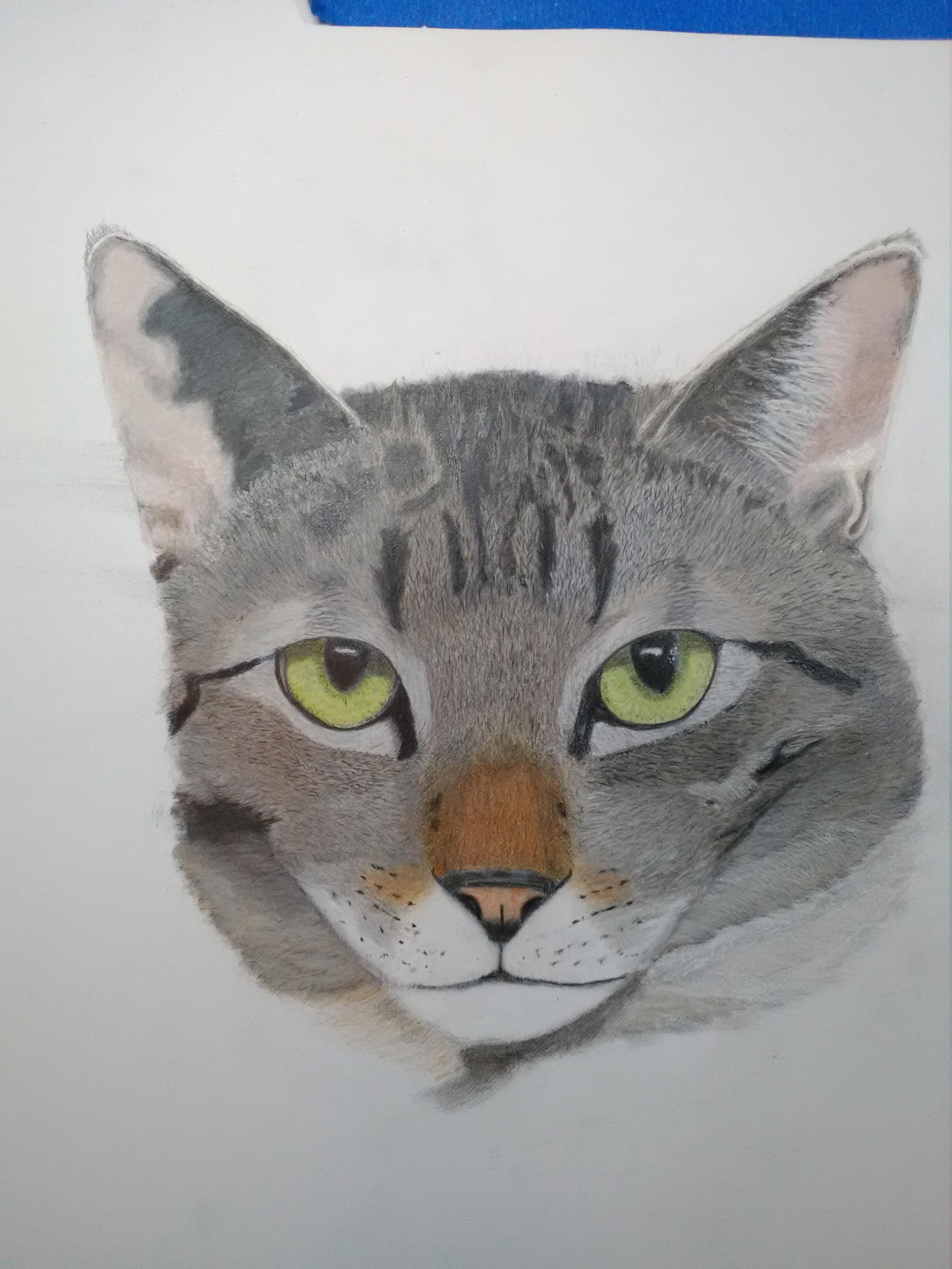 I decided to draw my cat Gracie... it's not finished yet but you see