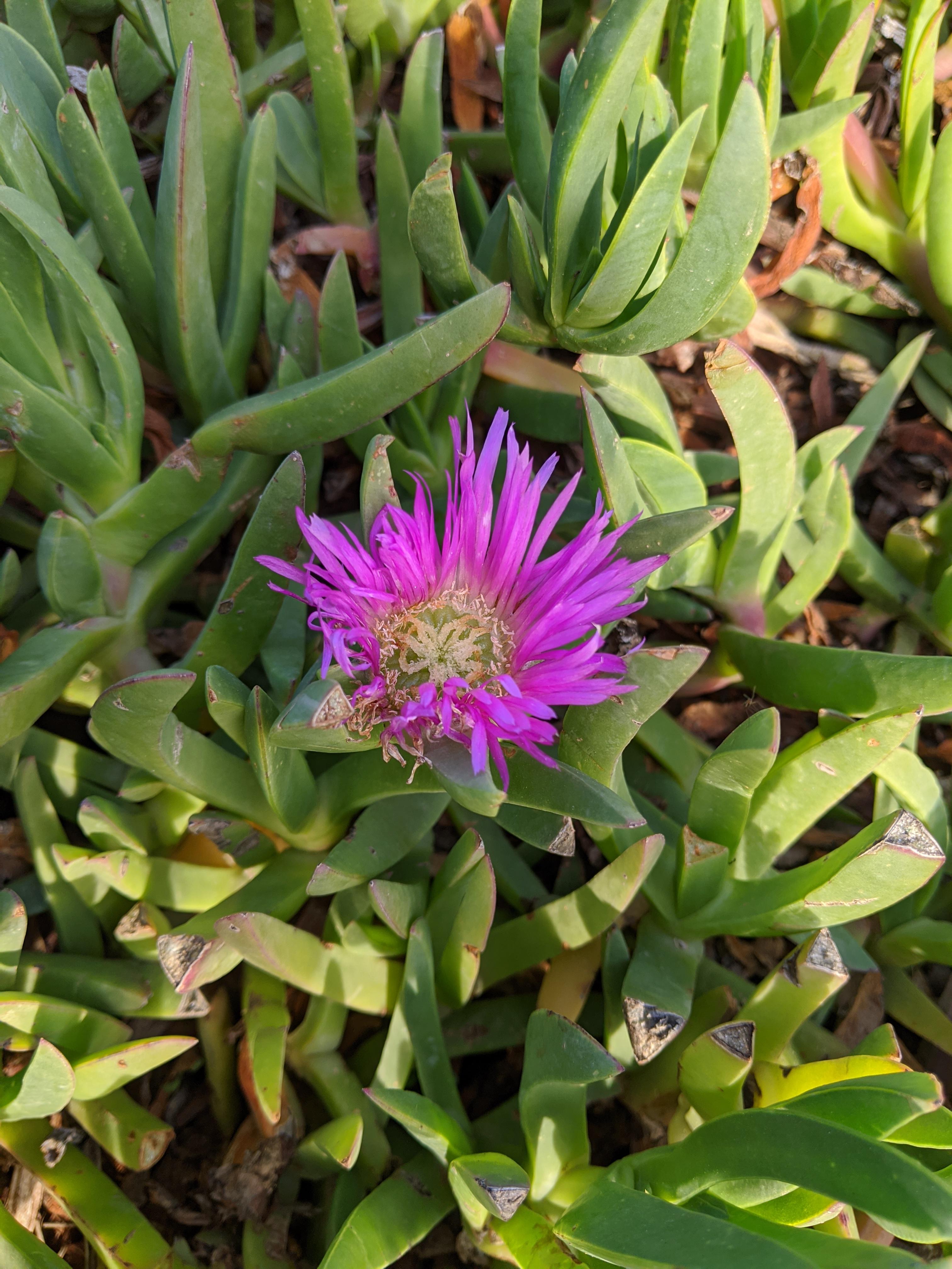This succulent(?) was completely covering a hillside by the beach in