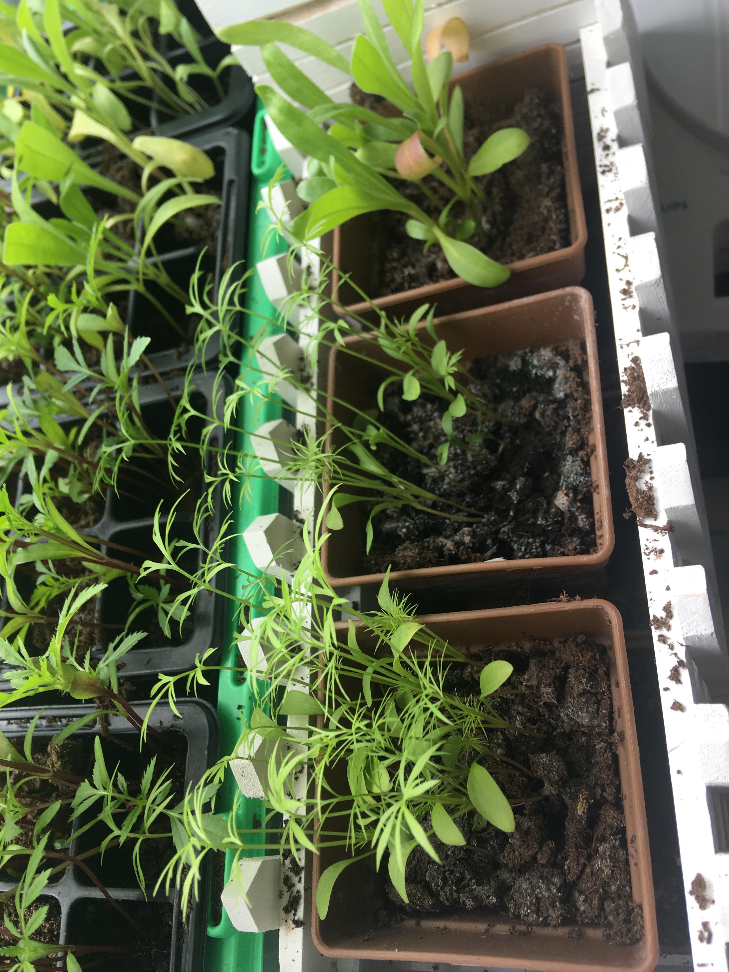 My plants stop growing, is it something wrong with the soil? r/plants