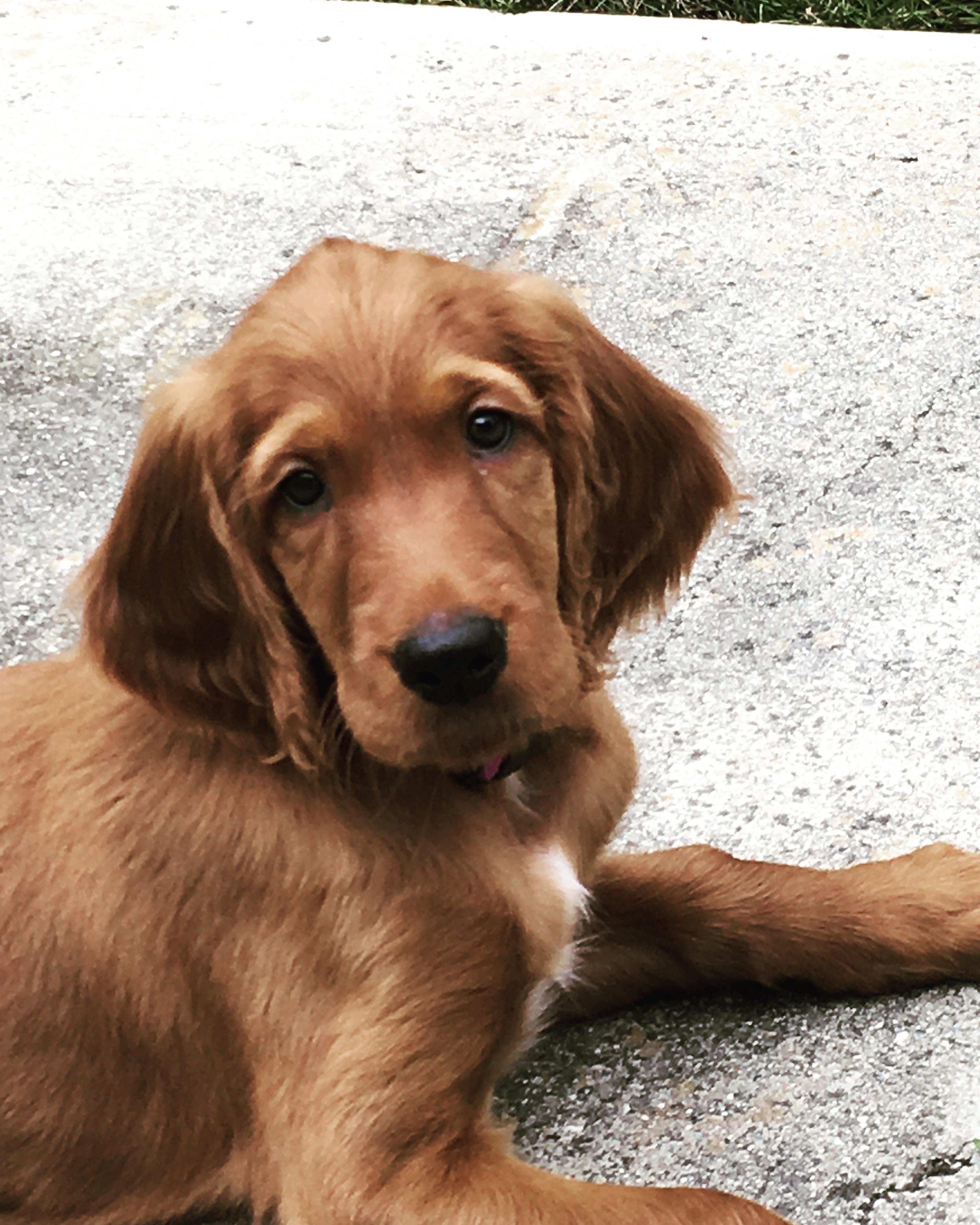 Just got a new puppy a couple weeks ago r/aww