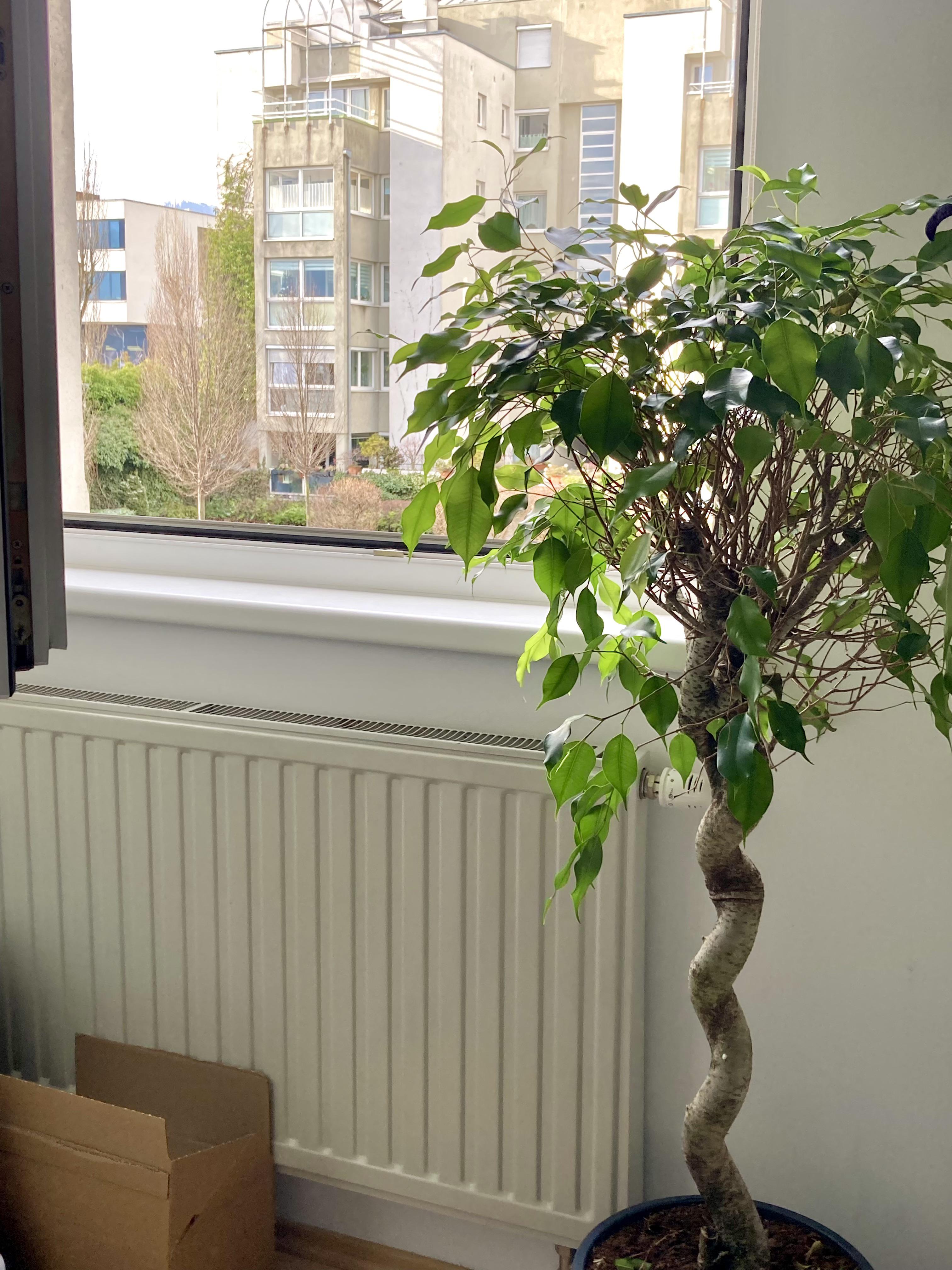 How much water does this ficus bejamini need? r/plantclinic