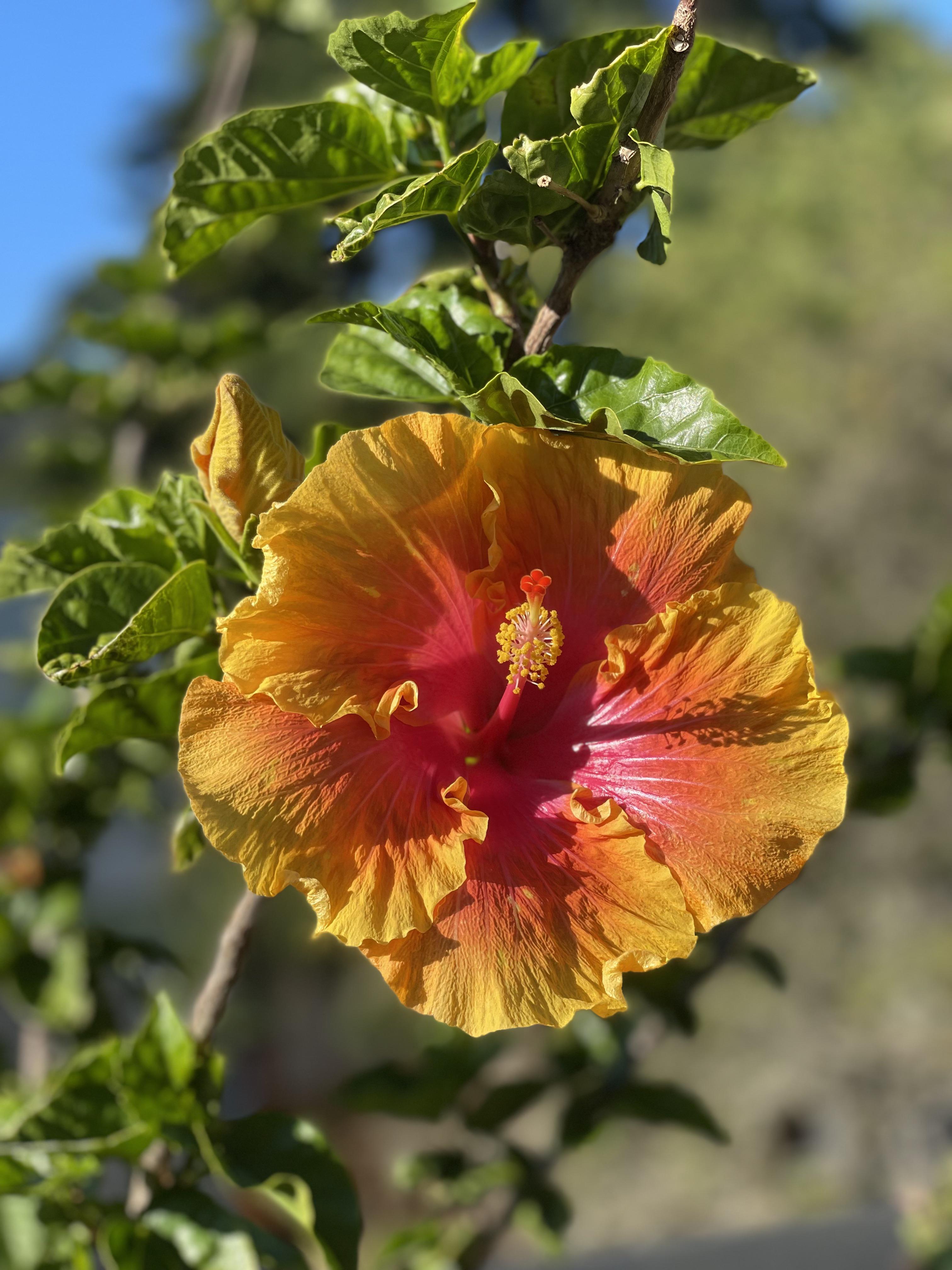 My beautiful dinner plate hibiscus. I keep it indoors to survive the