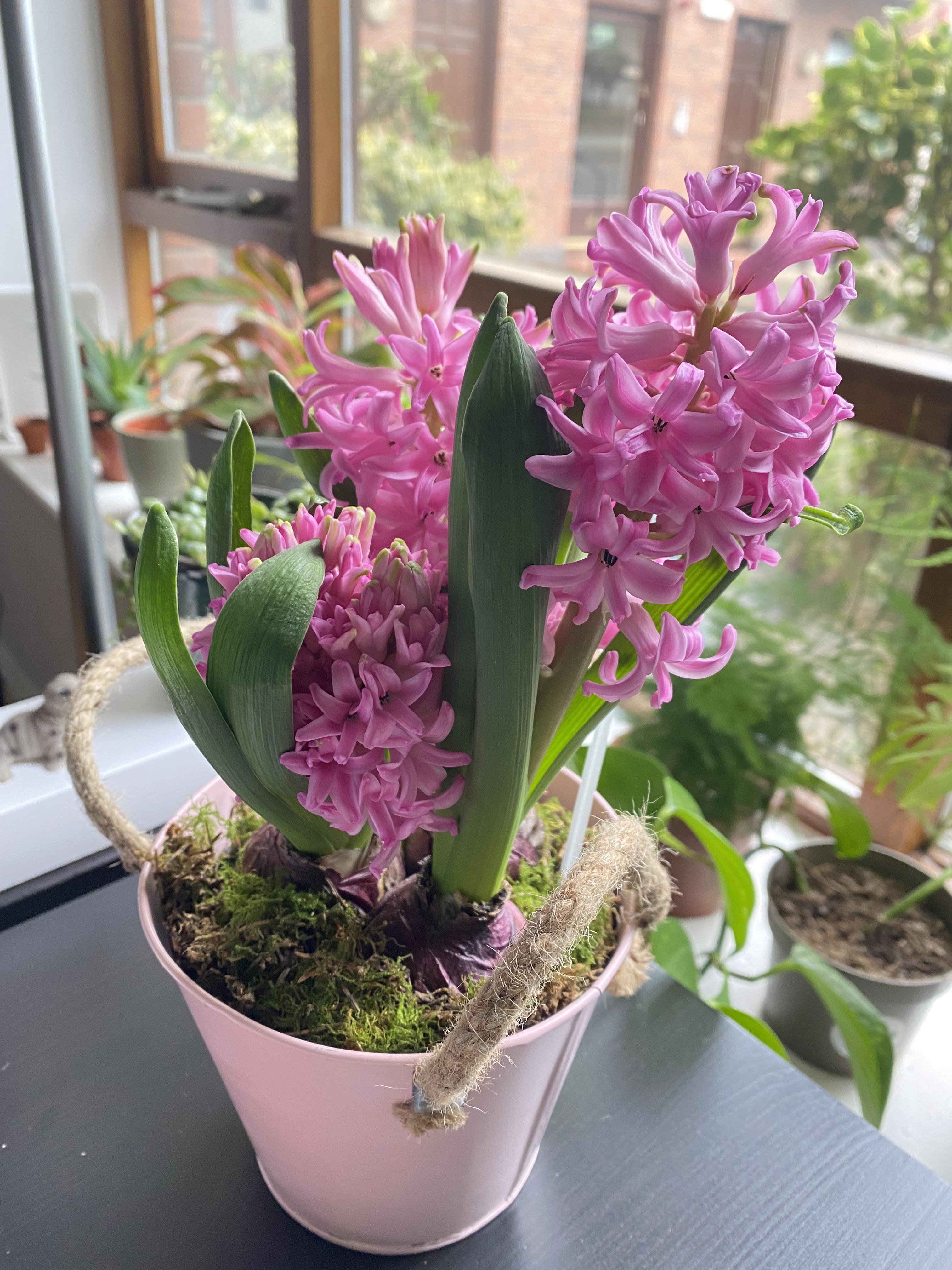 Hyacinths fully bloomed and smells so amazing r/houseplants