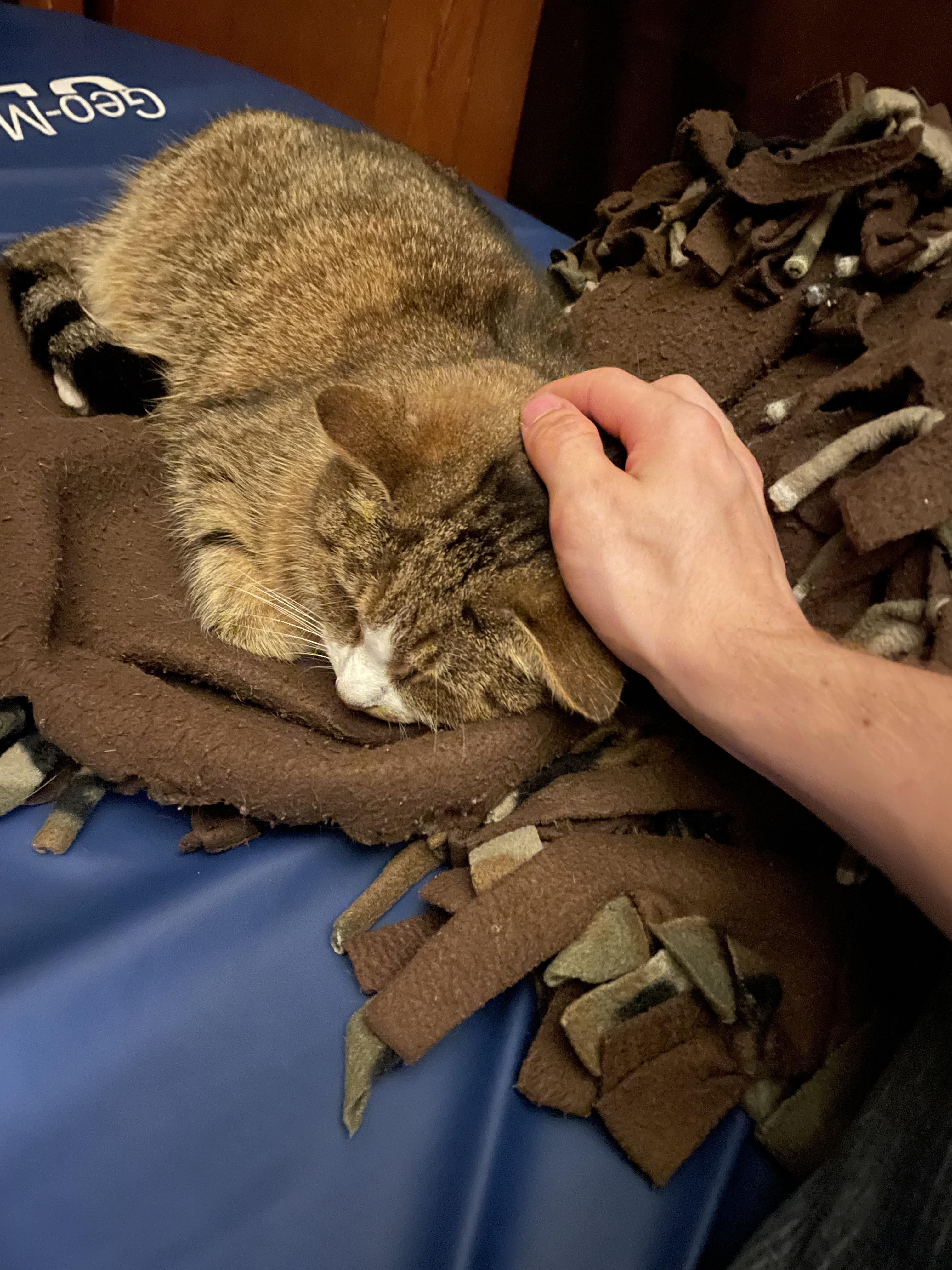 My 16 y/o cousin decided to give the cat a bath. With body wash. Human body wash. So now her