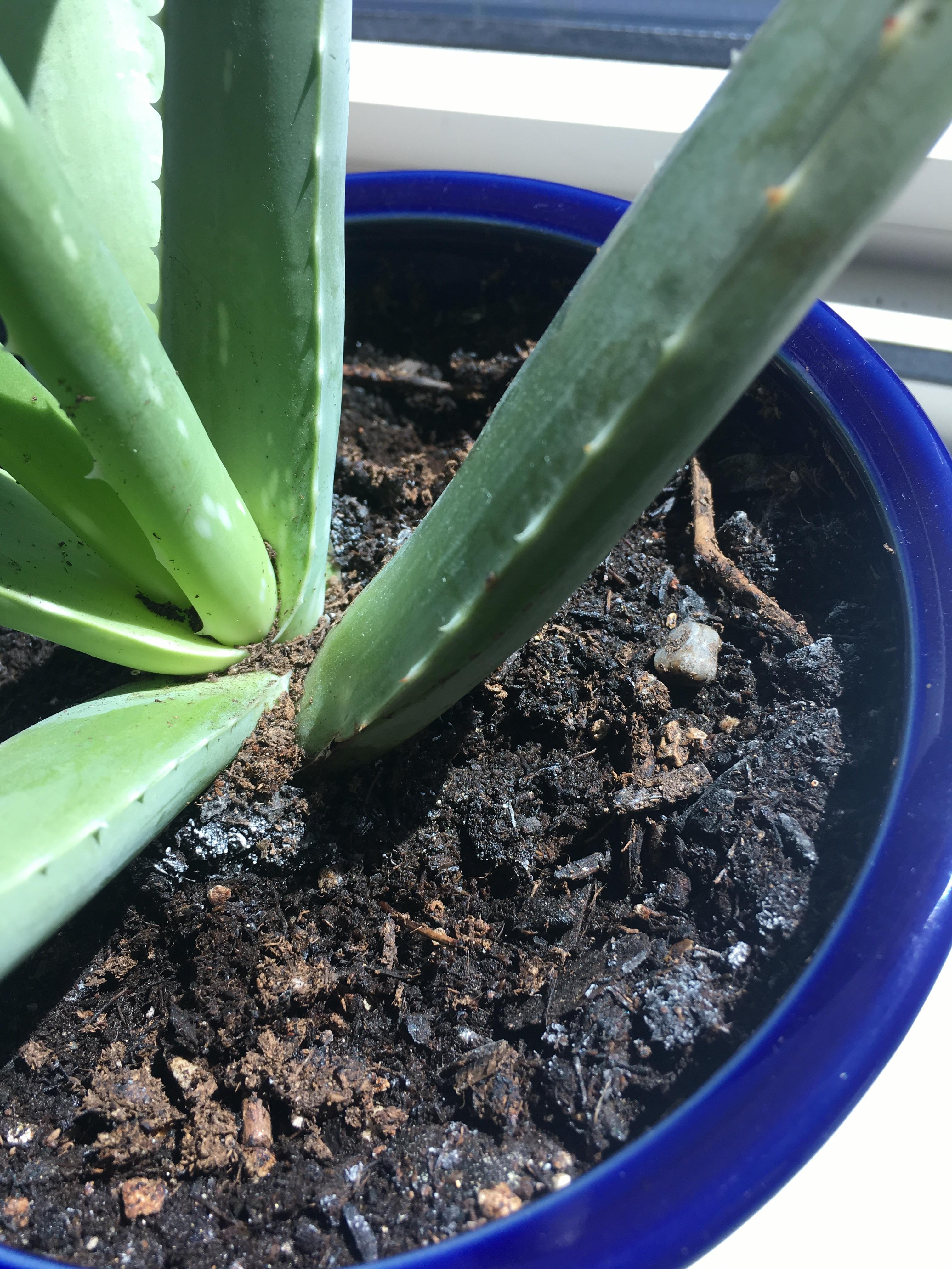 What’s this white powdery substance on the dirt? Will it harm my aloe