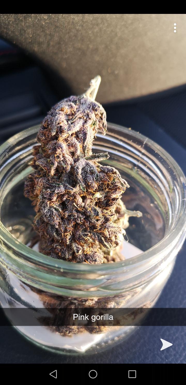 Pink GorillaMayTCF r/MOMpics