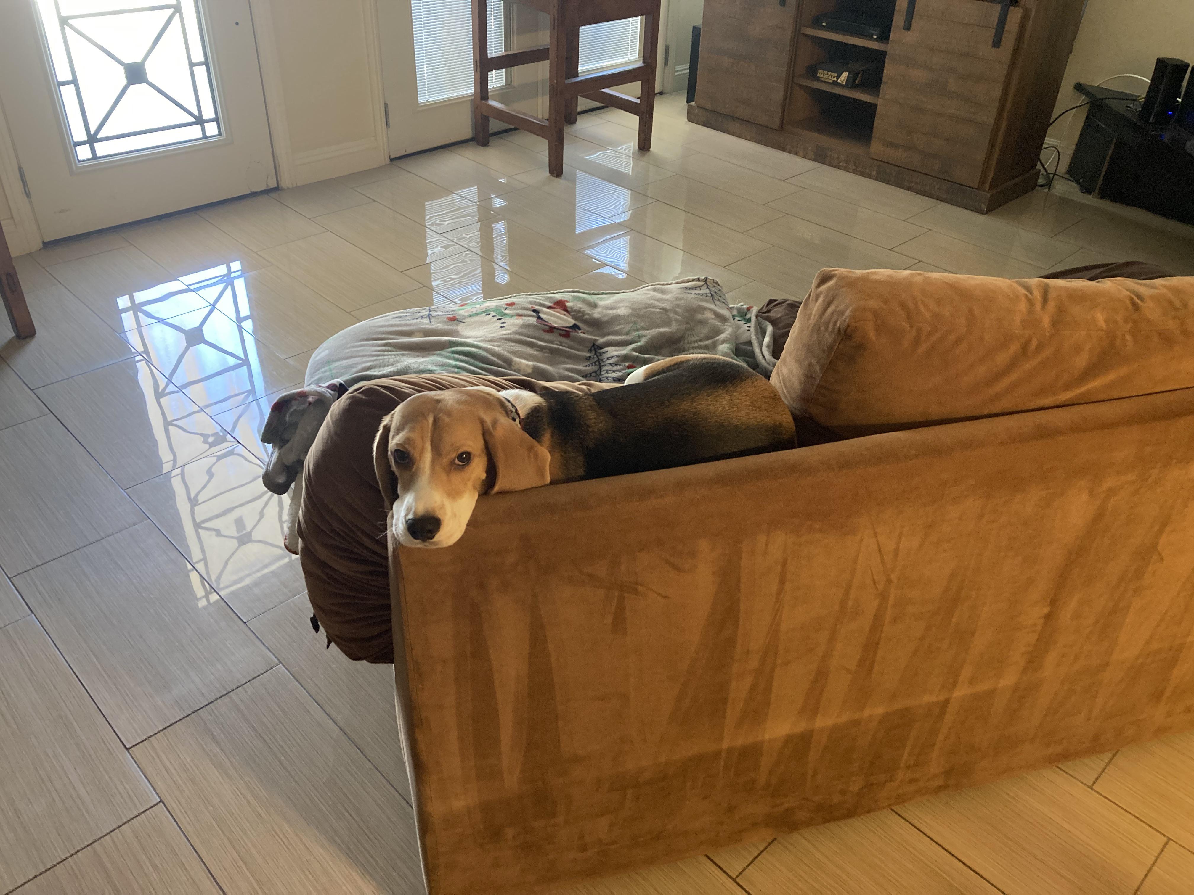 It was too quiet .. makes sense why r/beagles