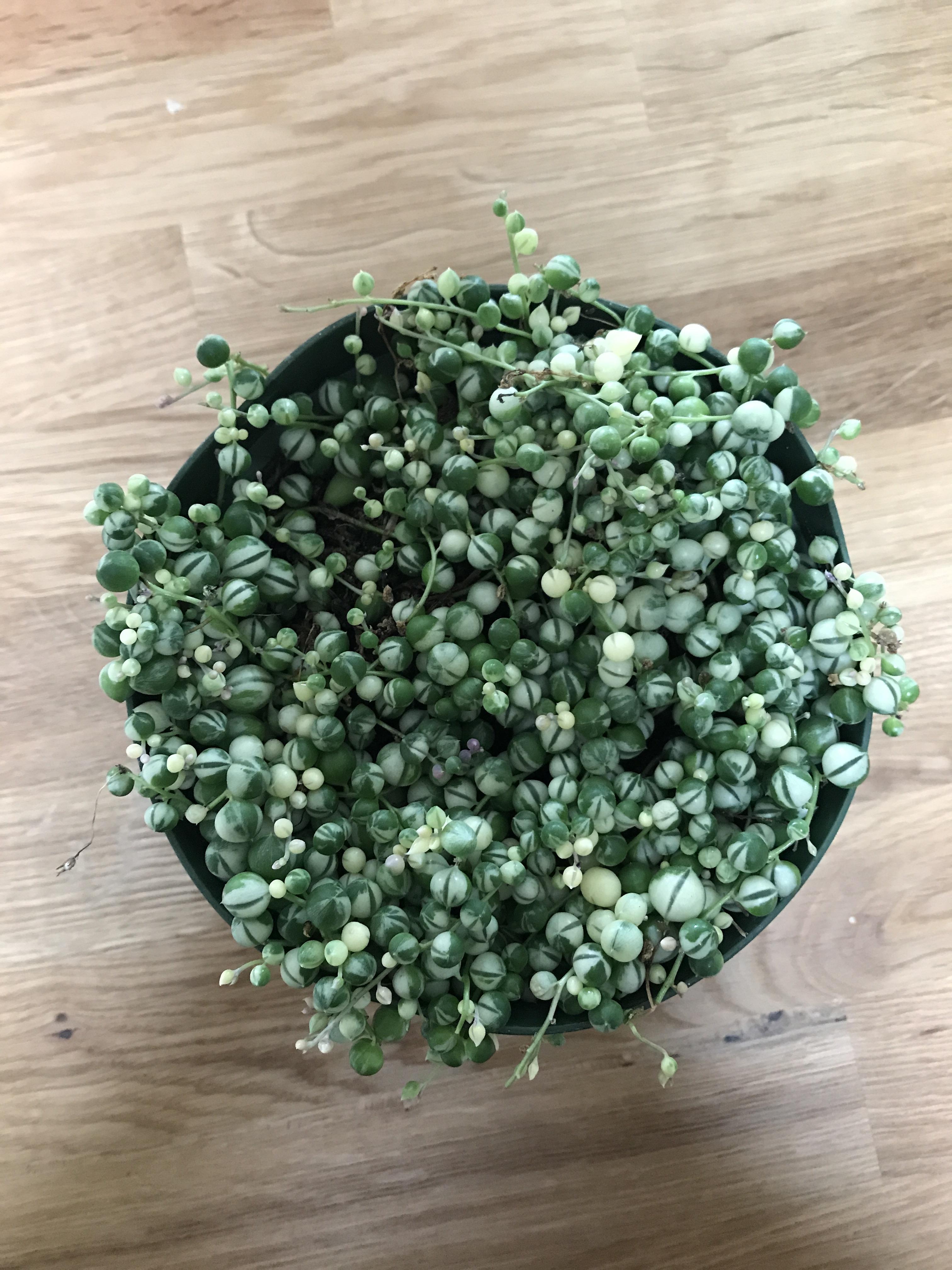 Found this beauty at a wholesale flower market in San Francisco. Only 12.50! r/houseplants