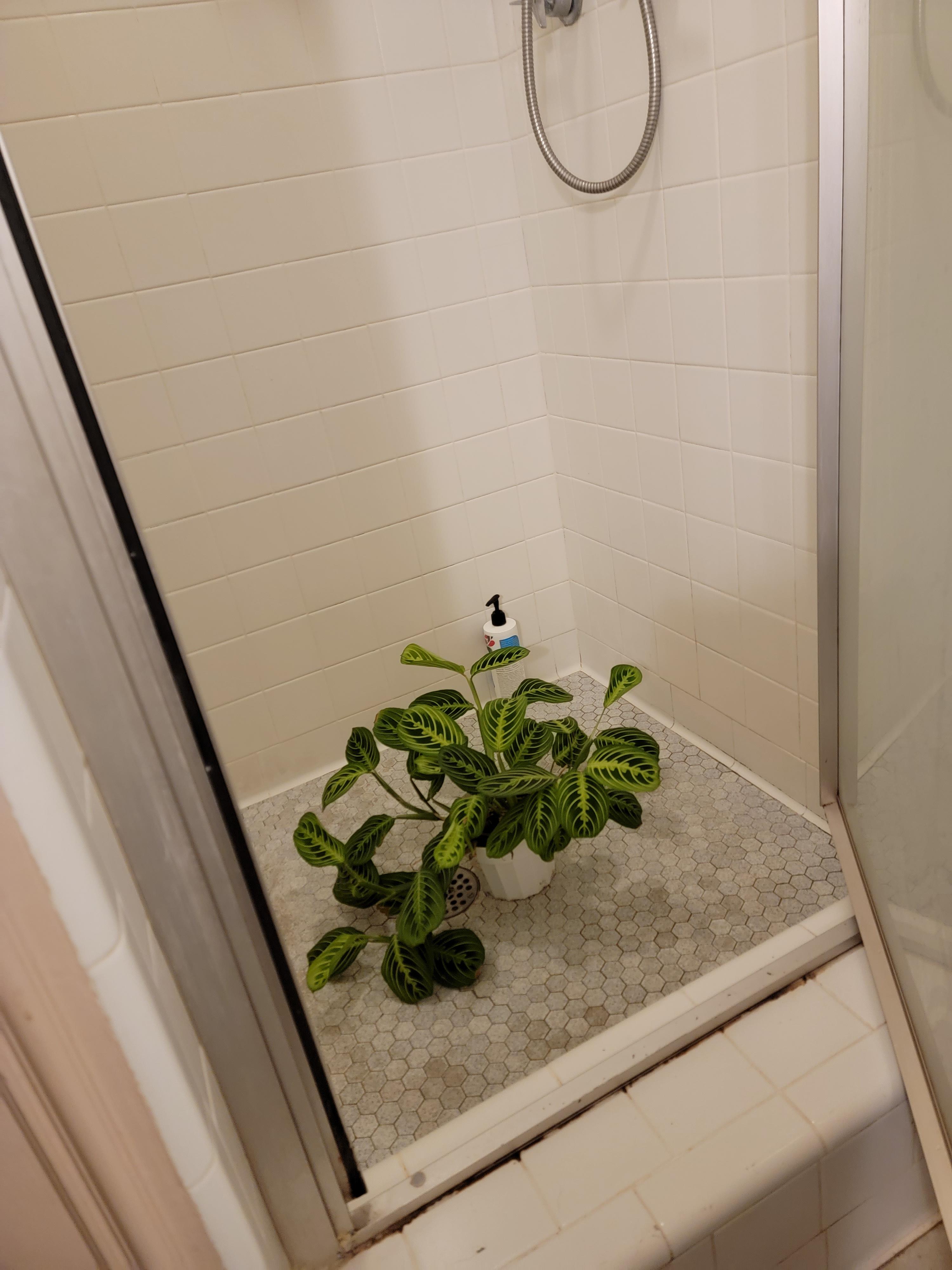 Prayer plant daycare. I close the door on her after I shower so she can