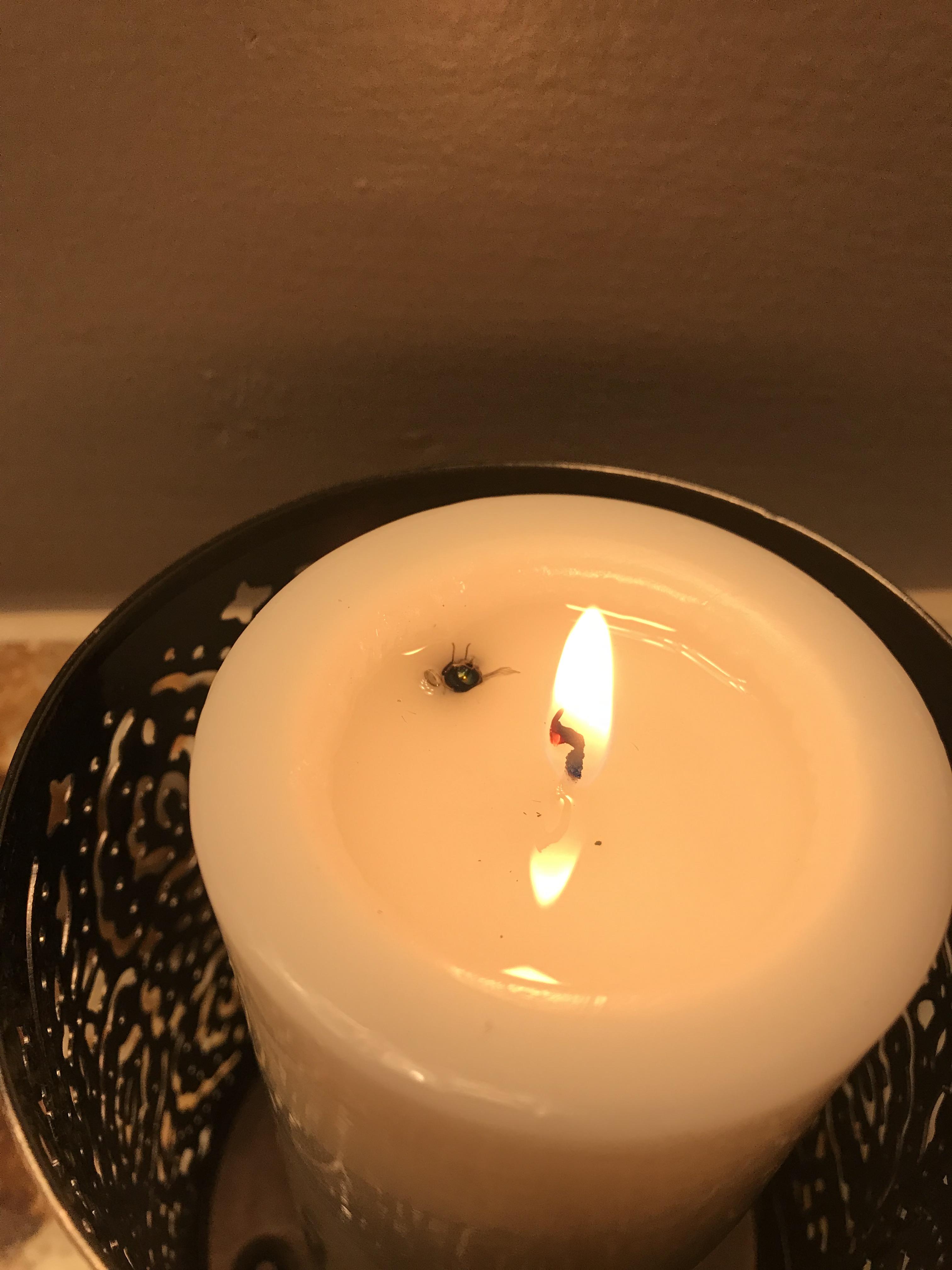 Fly that came in my new candle... r/mildlyinfuriating