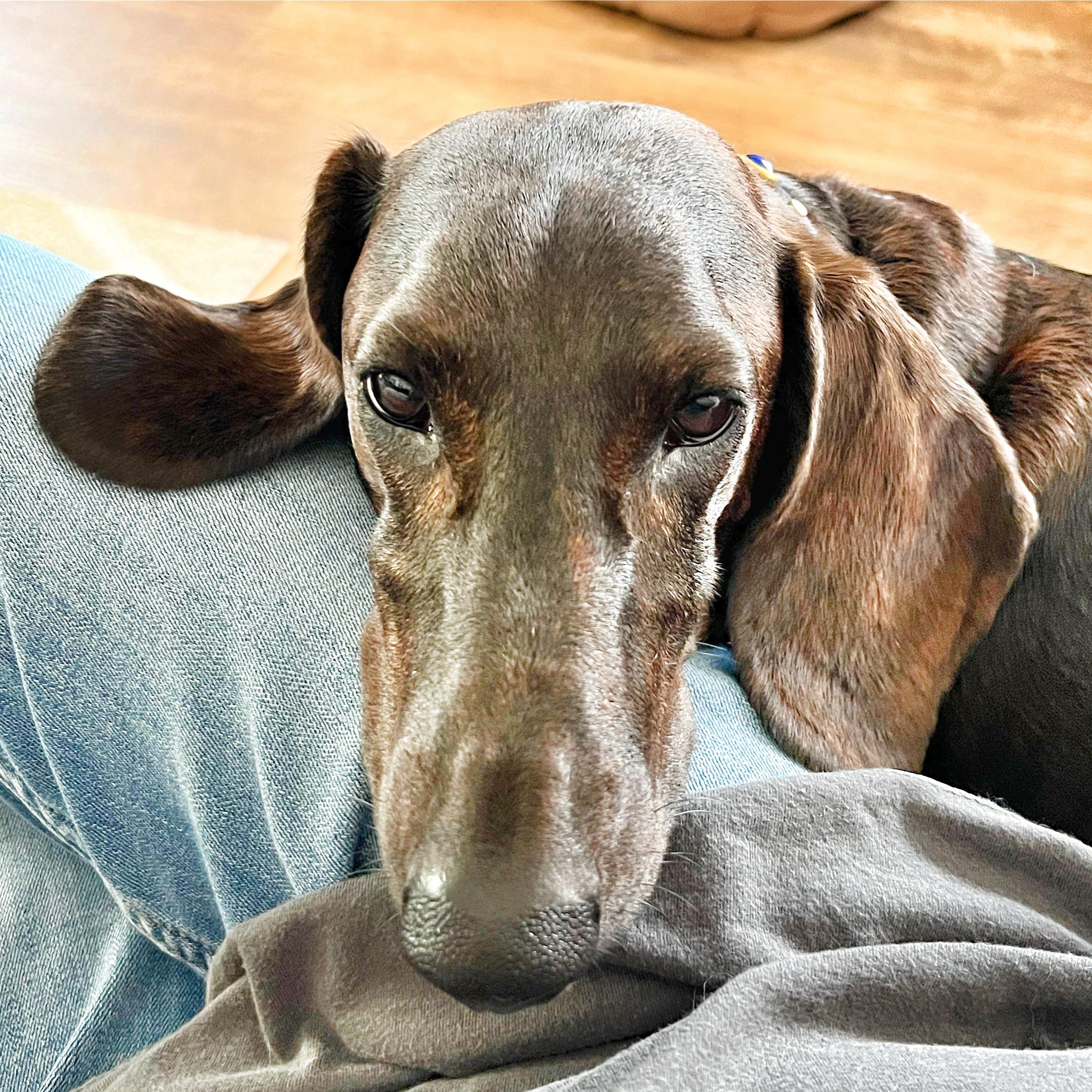 🤎 my velcro pup, Dash r/dachshunds