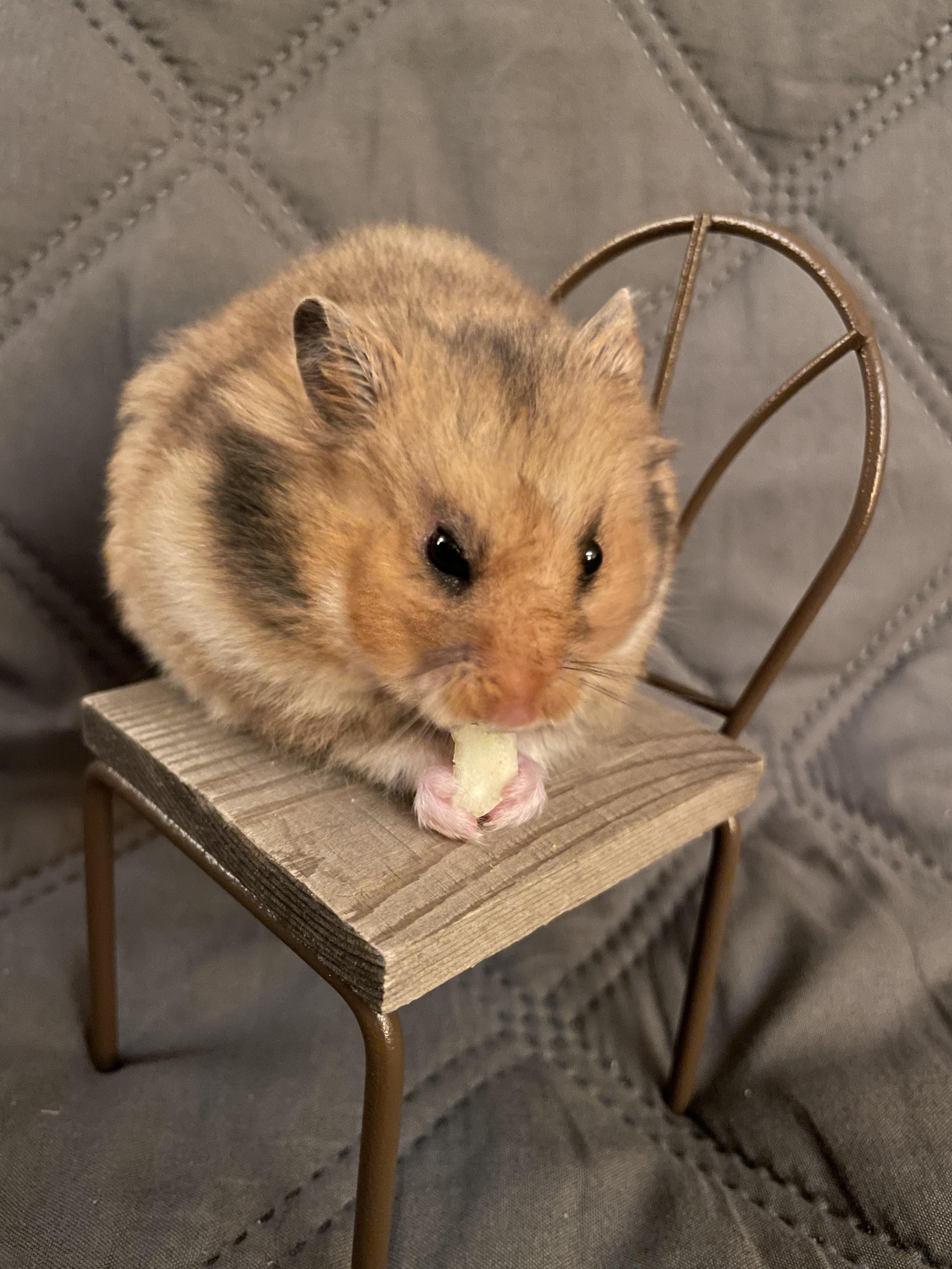Sir Chester on his throne with zucchini r/hamsters