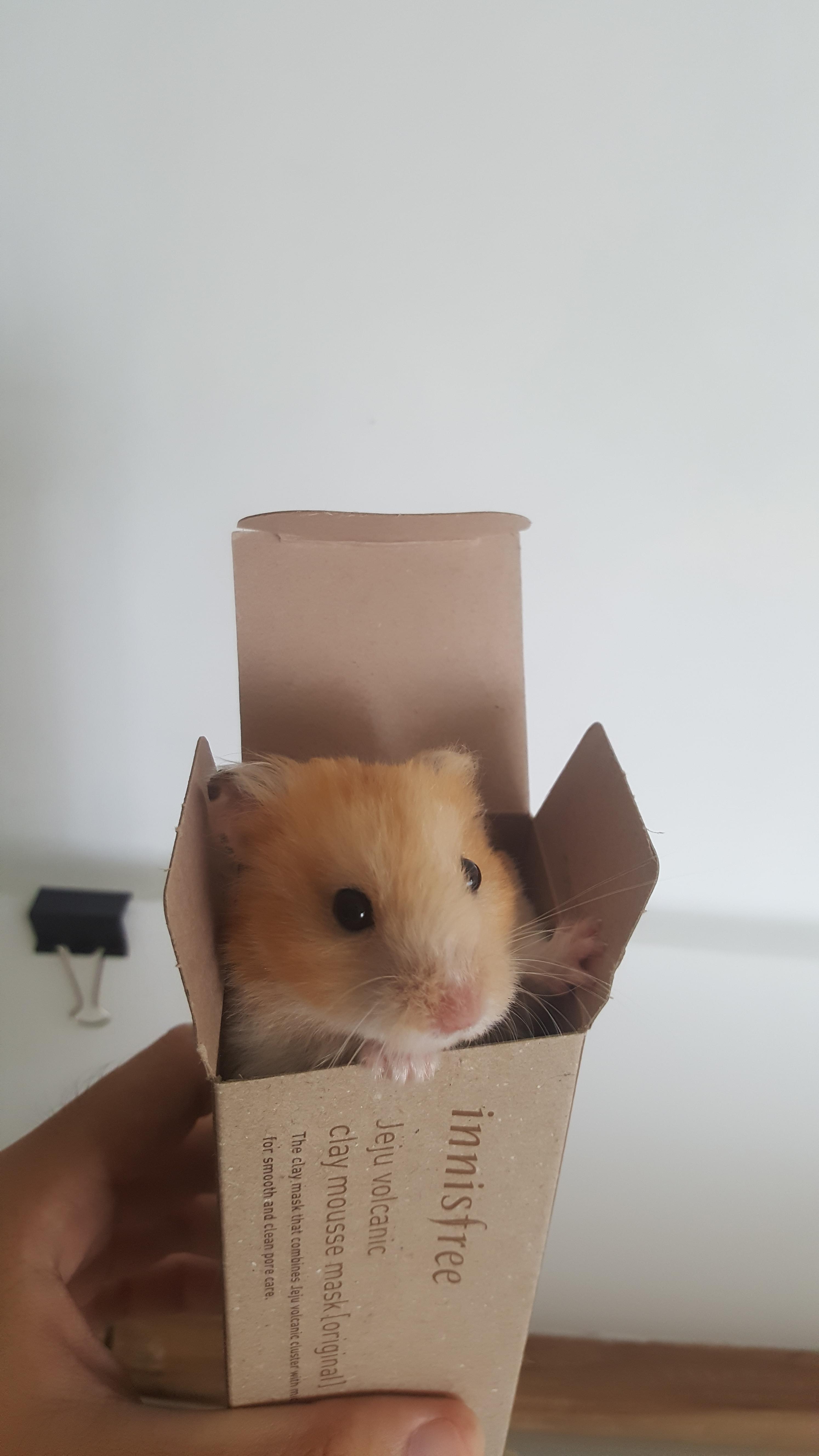 My Syrian hamster, Oliver 😊 r/hamsters