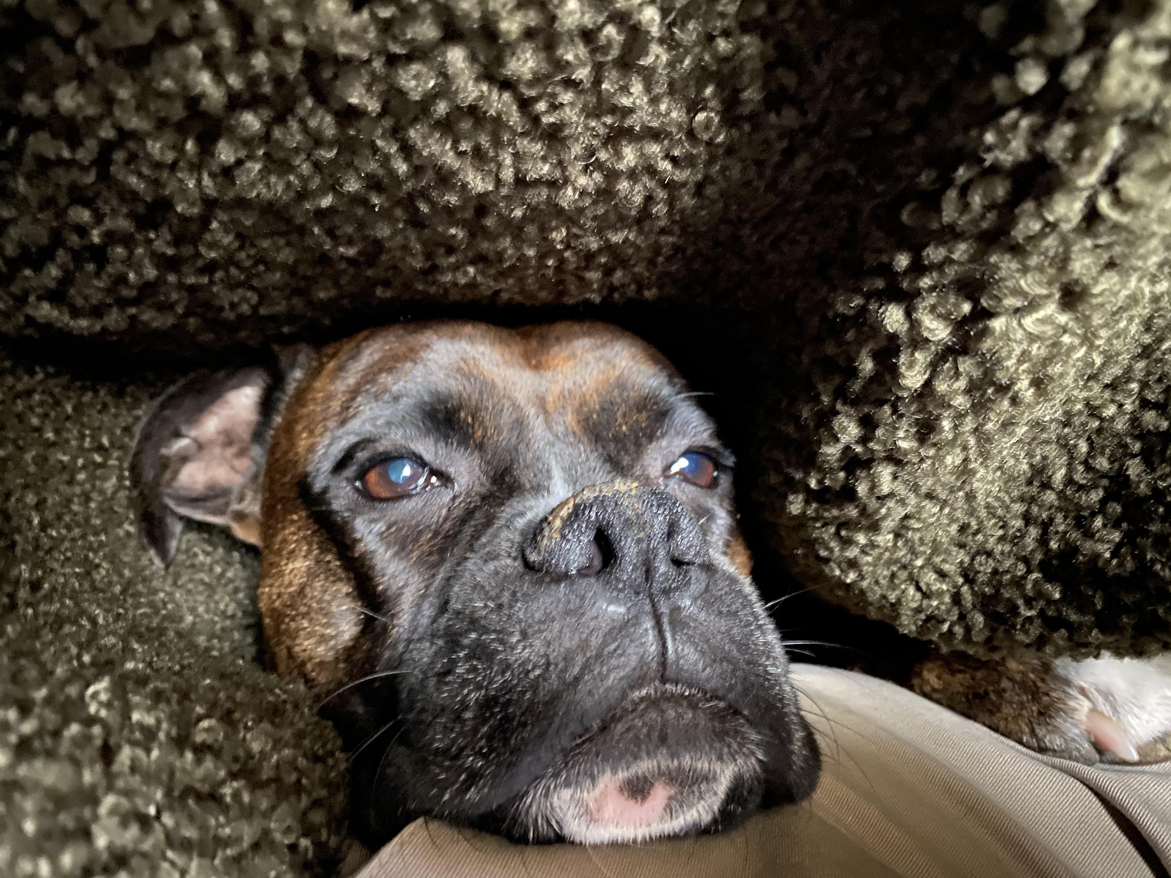 Snug as a Boxer in blanket. r/Boxer