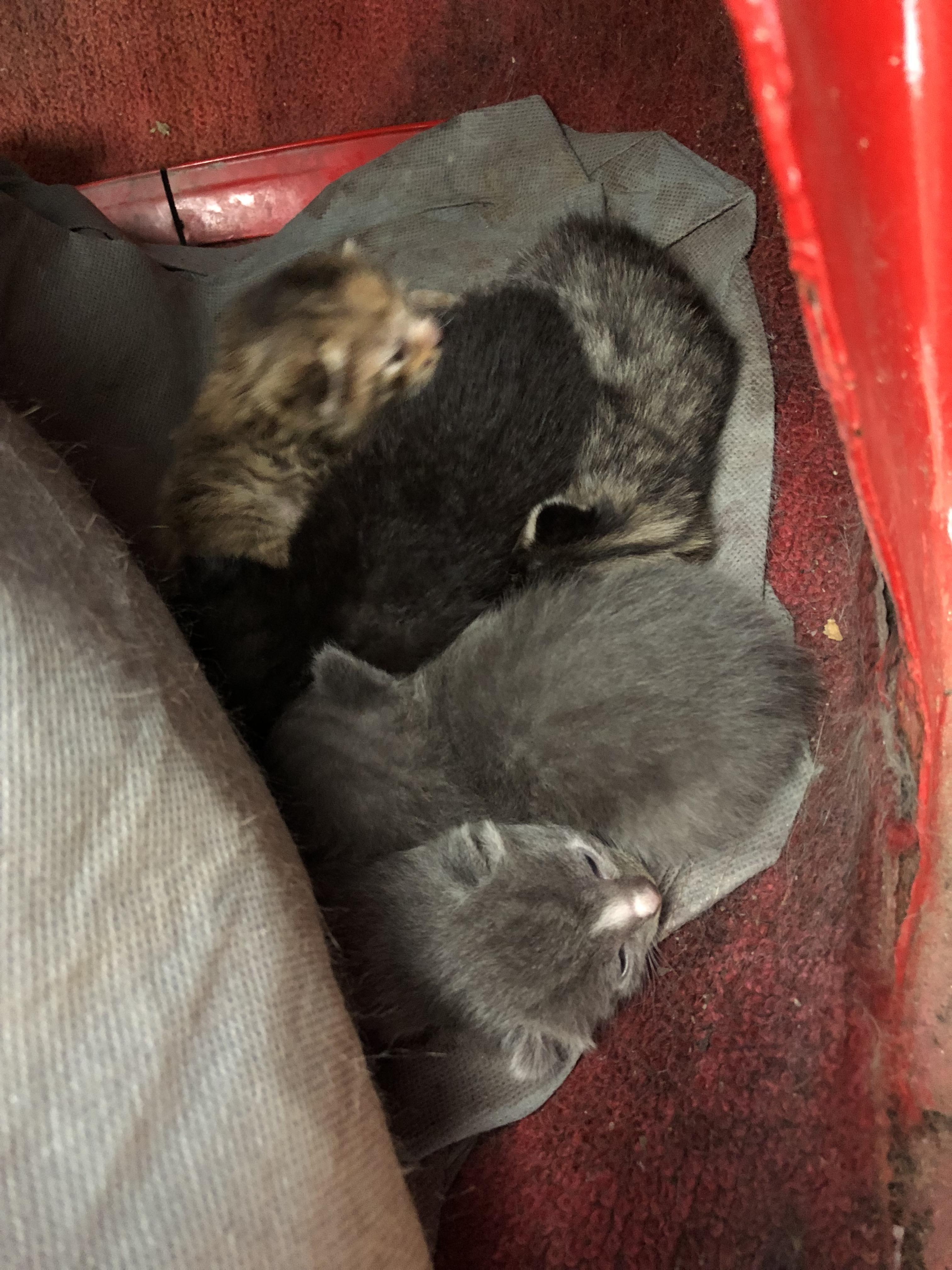a feral cat gave birth to kittens inside a car my dad was building a