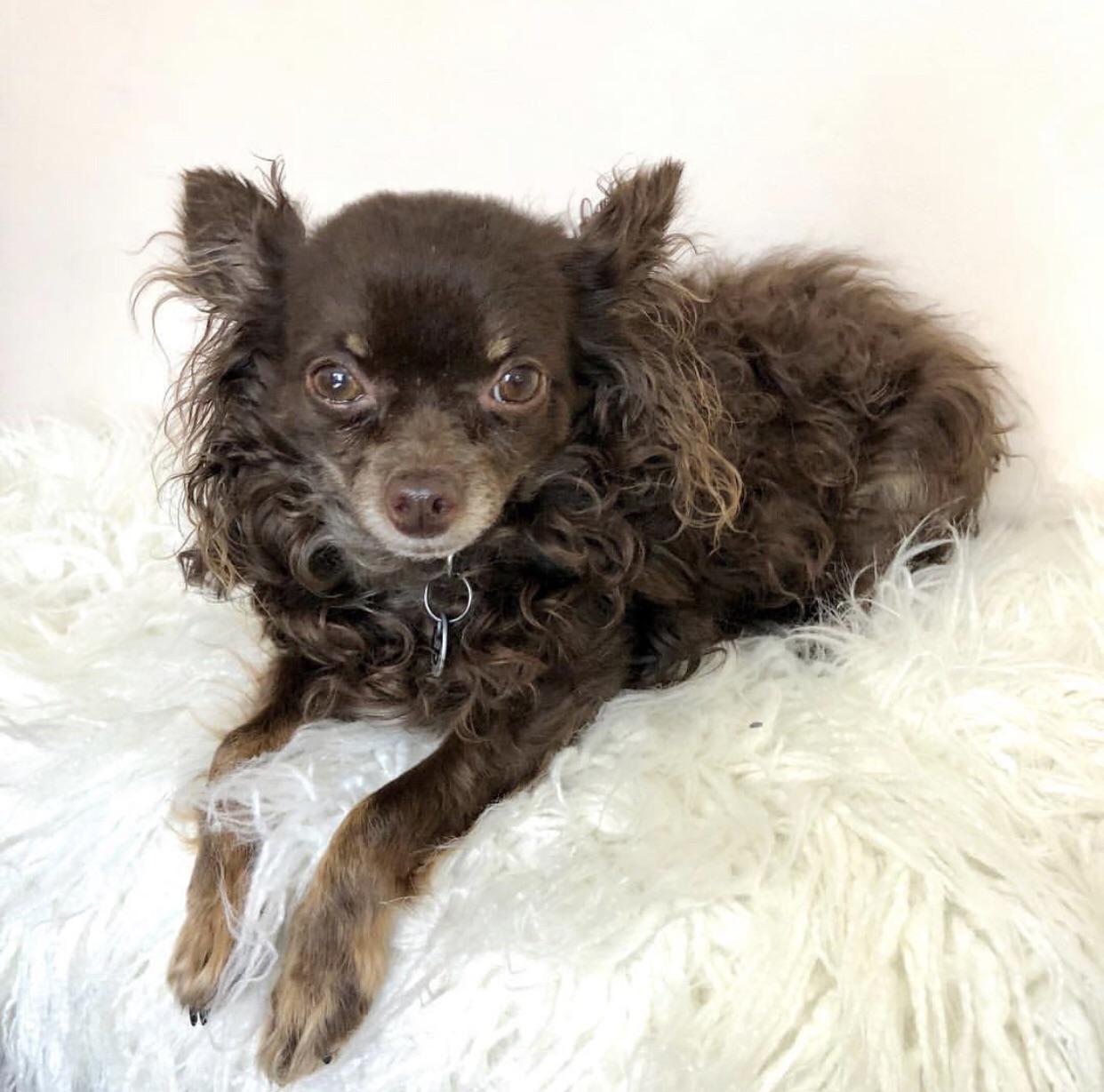 Is coco the only curly haired chihuahua? He is a pure chihuahua, 6