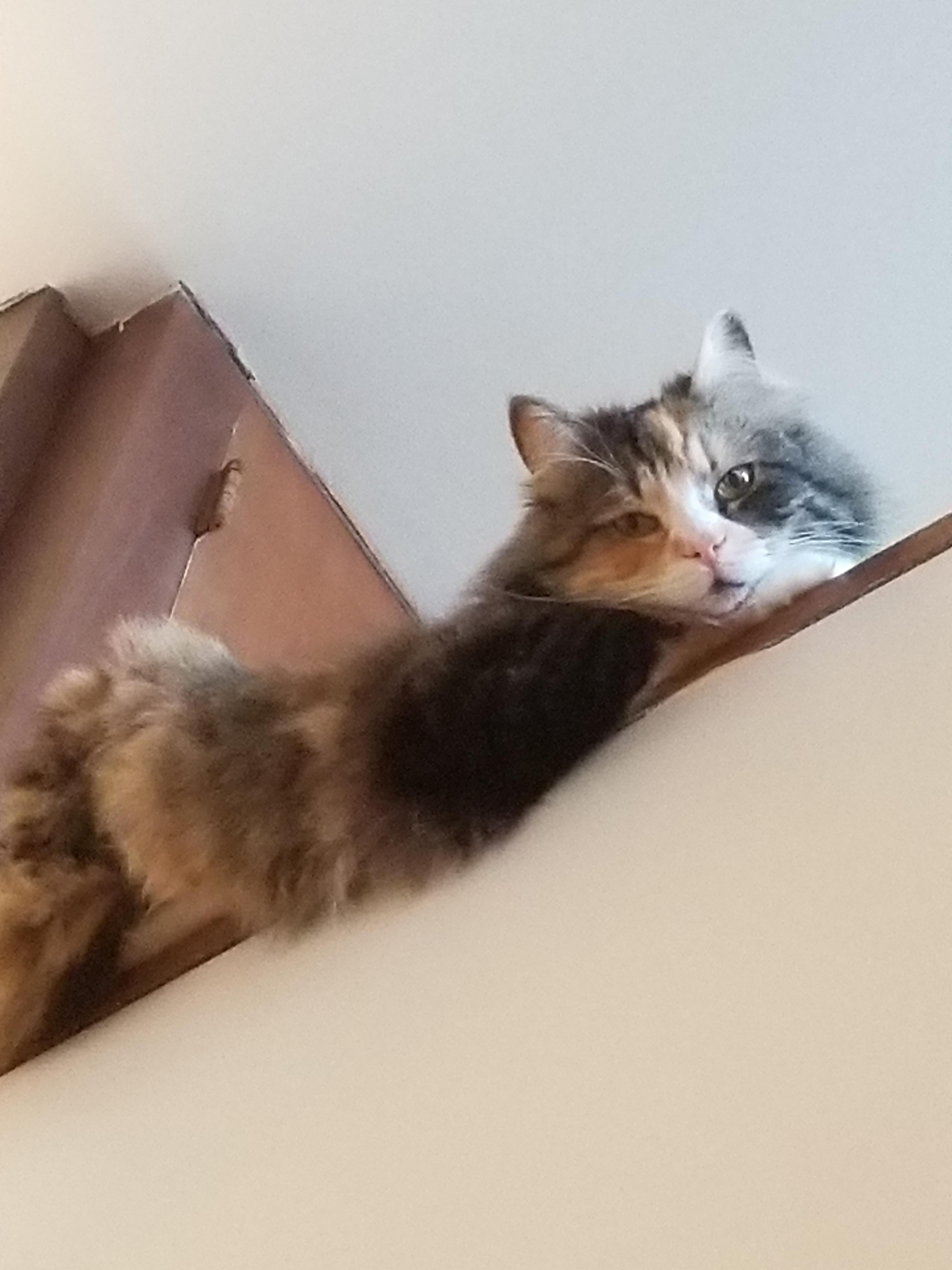 Liquid cat spilling over edge. r/catsareliquid