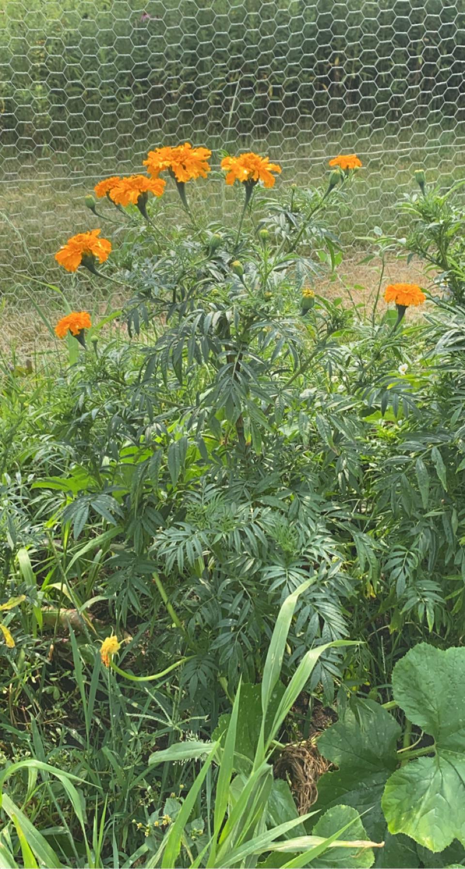 Does anyone know why my marigolds grew like weeds instead of staying
