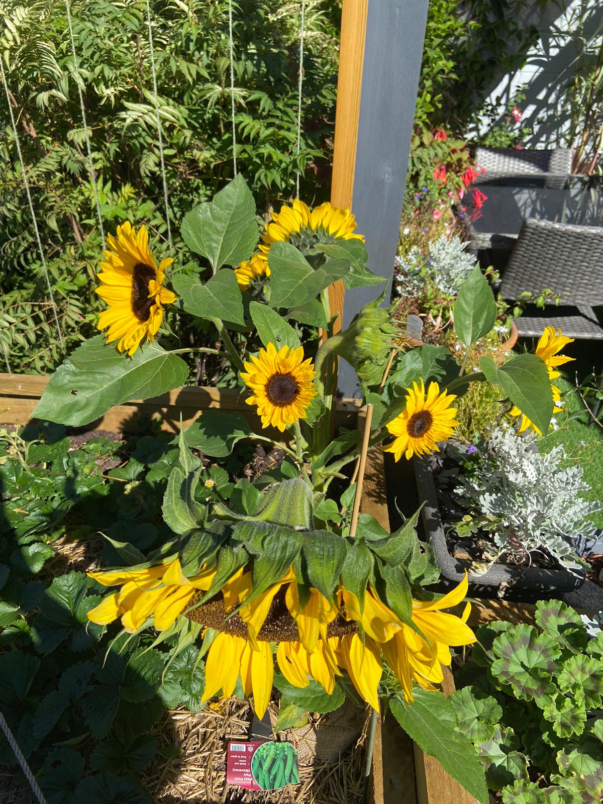 Sunflowers can have multiple heads r/interestingasfuck