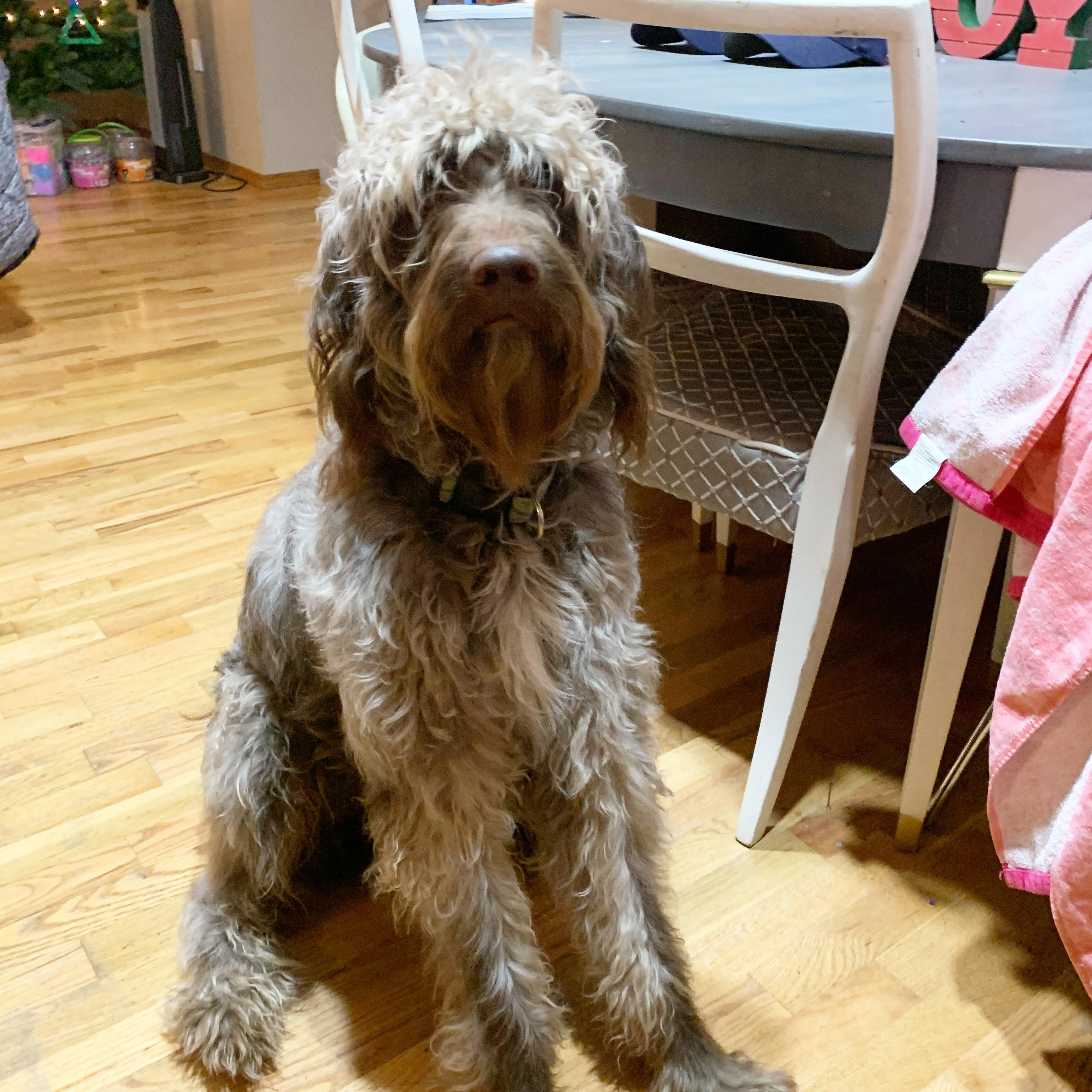 This is a serious question. Does anyone know if it’s possible to make yarn from dog hair? He’s