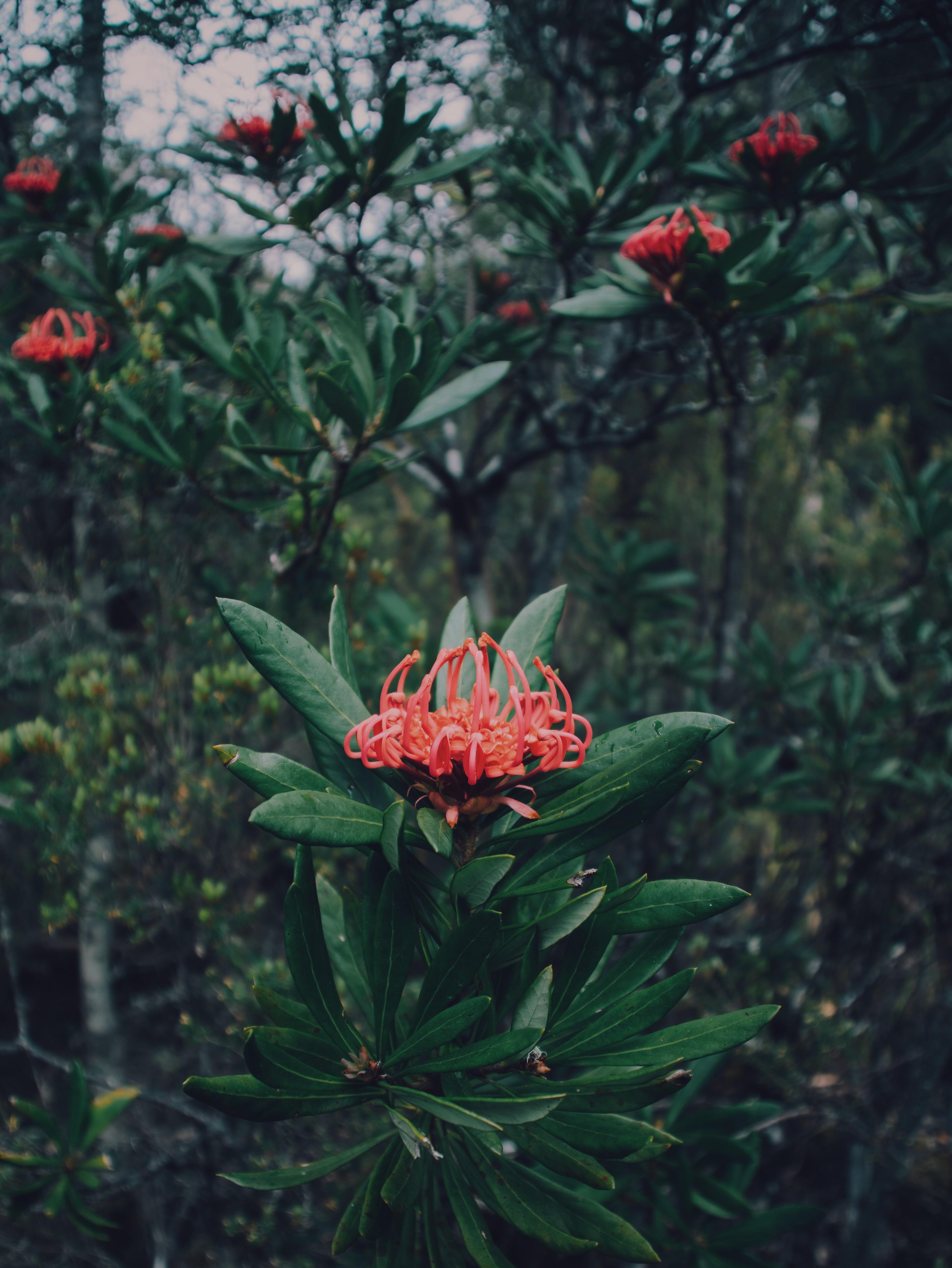 Tasmania has so many beautiful wildflowers from now and through