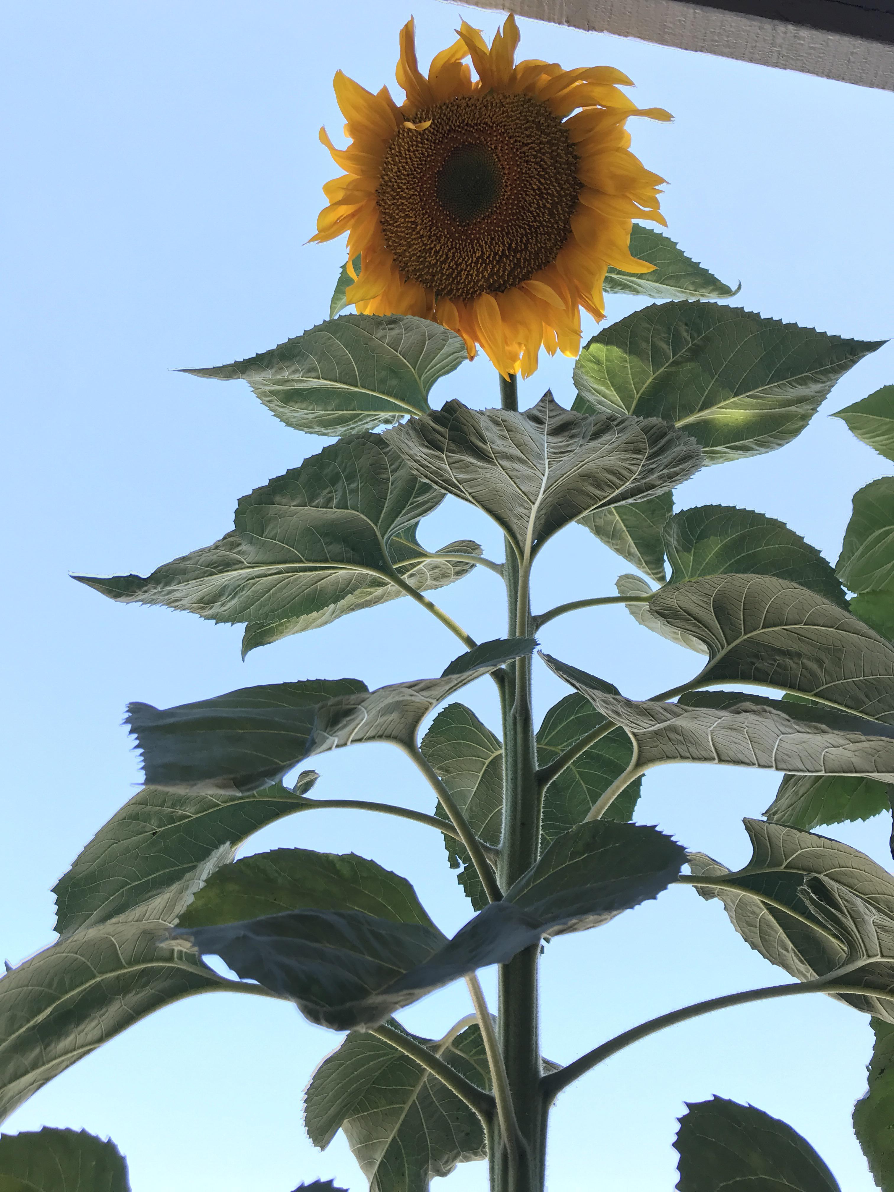 Mammoth Sunflower grown in a 3g pot. r/gardening