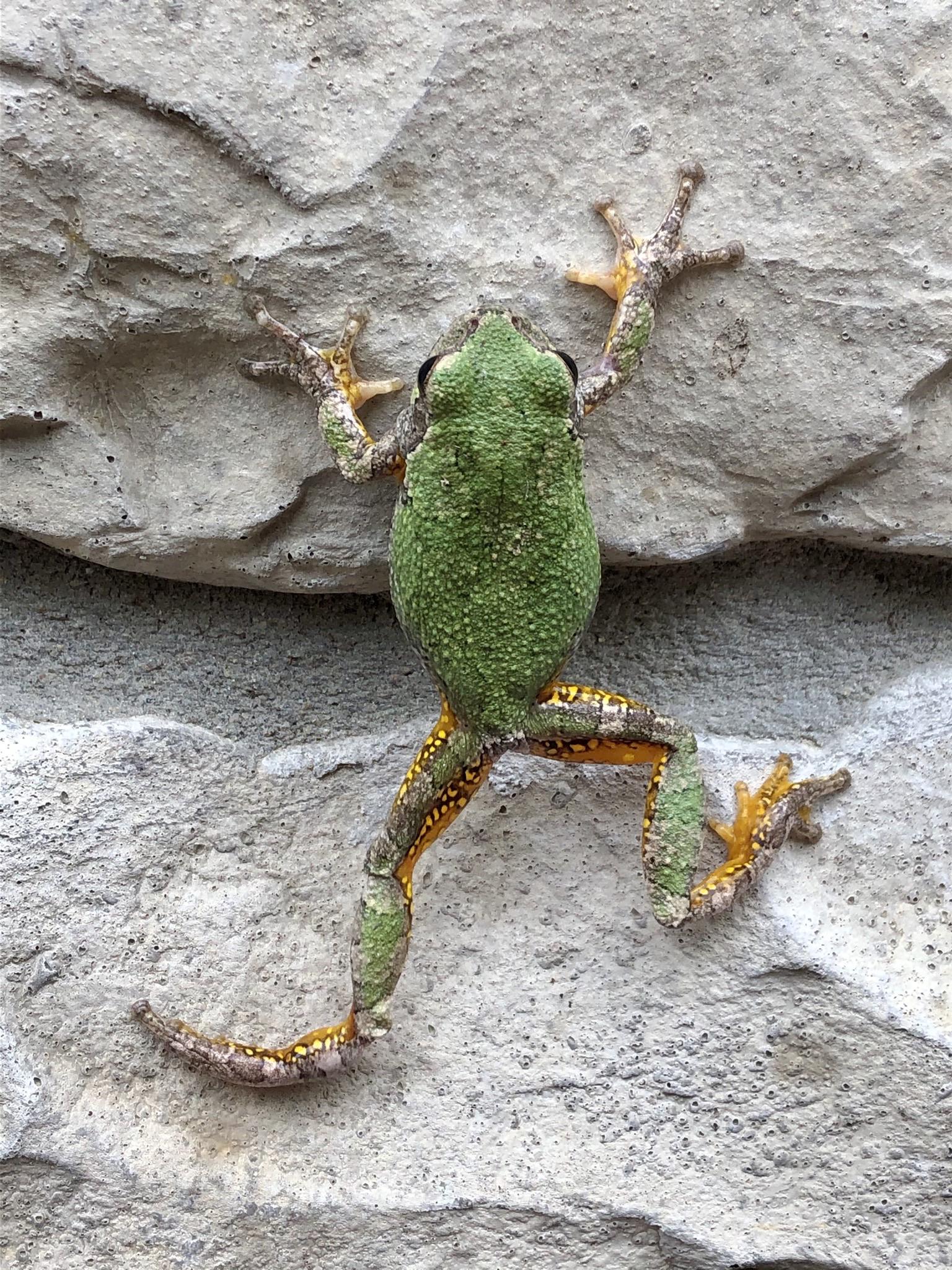 cope’s gray treefrog midclimb shot r/frogs
