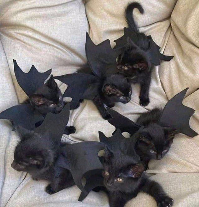 Black kitties in bat costumes! My heart can’t even take it! r/aww