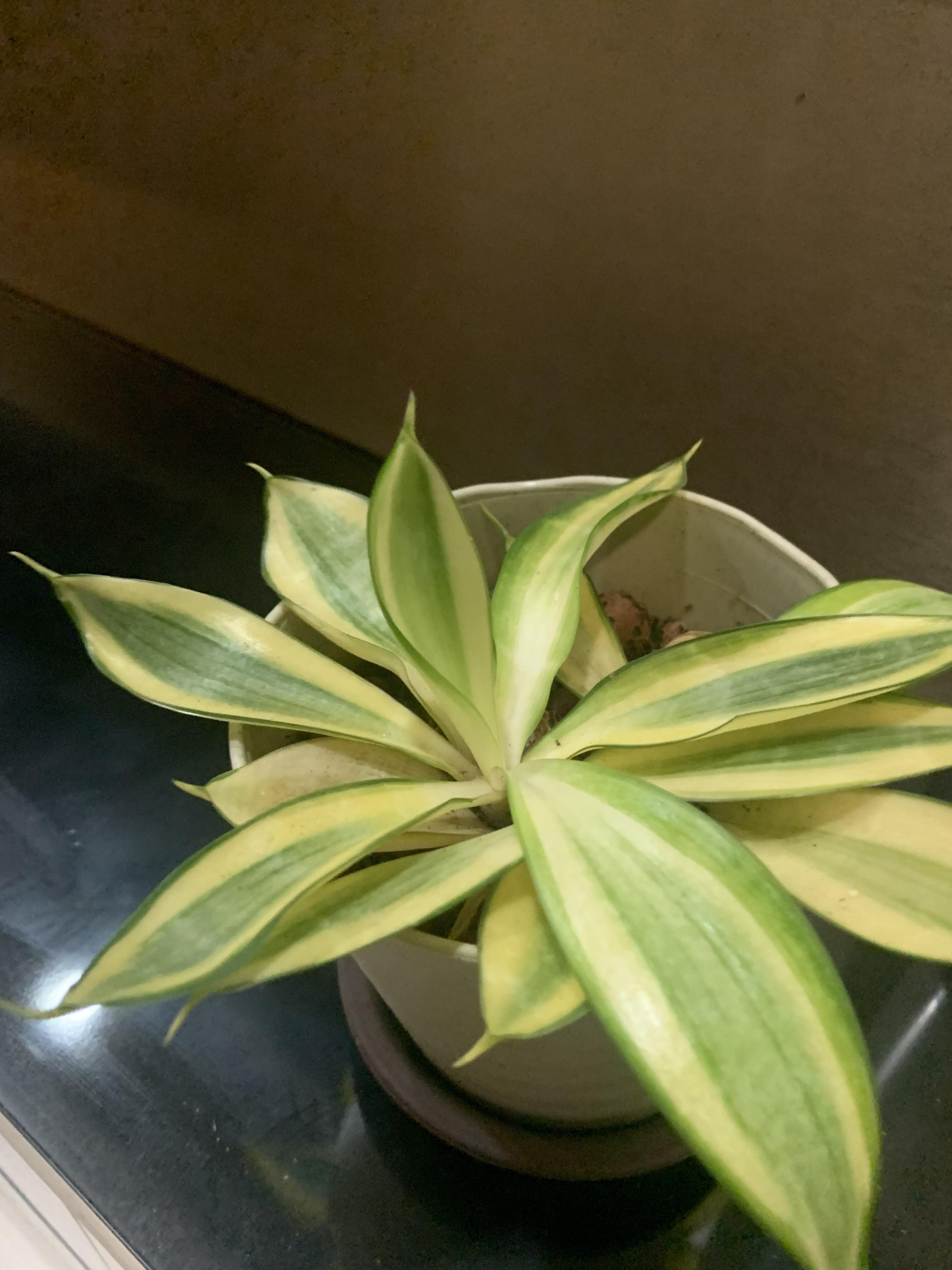 Why did he so droopy suddenly? 😣 Please help us to avoid