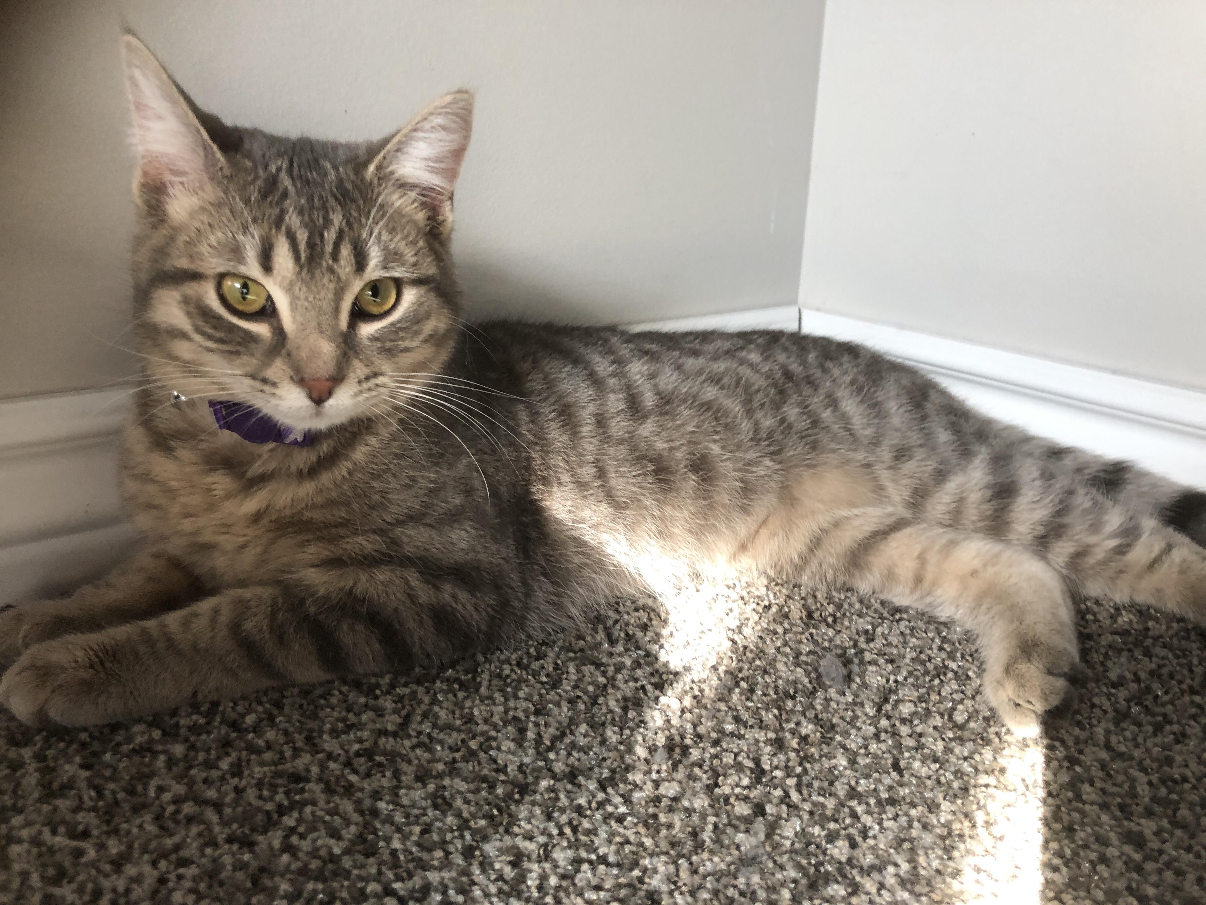 Went to the pet store today for dog food.. brought her home... (first cat) she needs a name