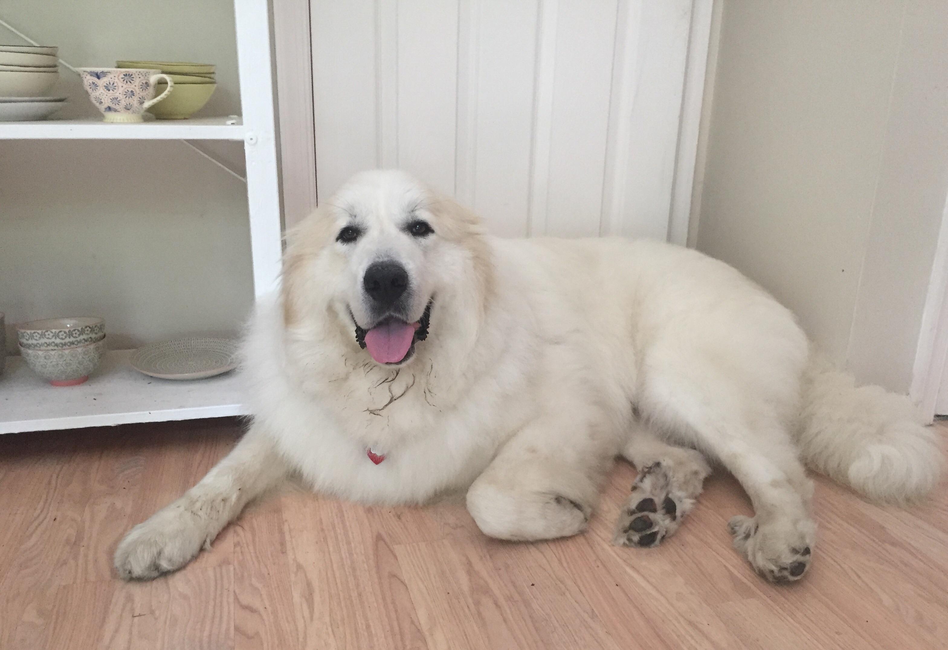 Benjamin, our new rescue. Many thanks to TENNESSEE BIG FLUFFY
