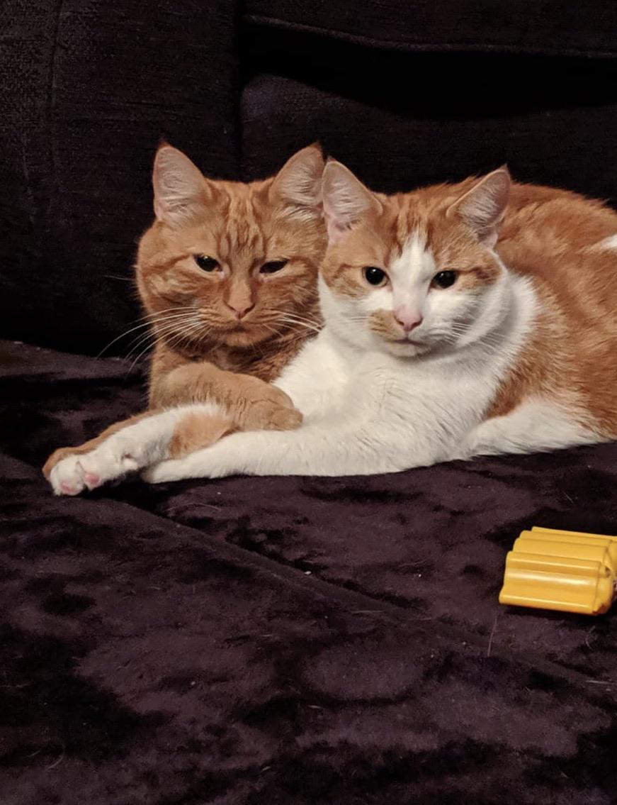 These boys love cuddling together more than anything. cat