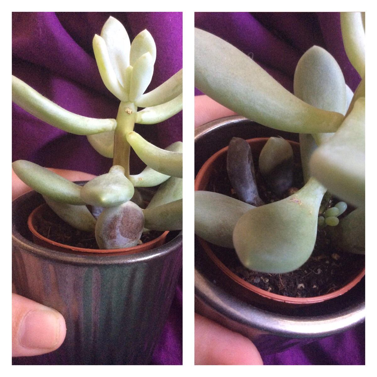 Why are these leaves turning black? r/succulents