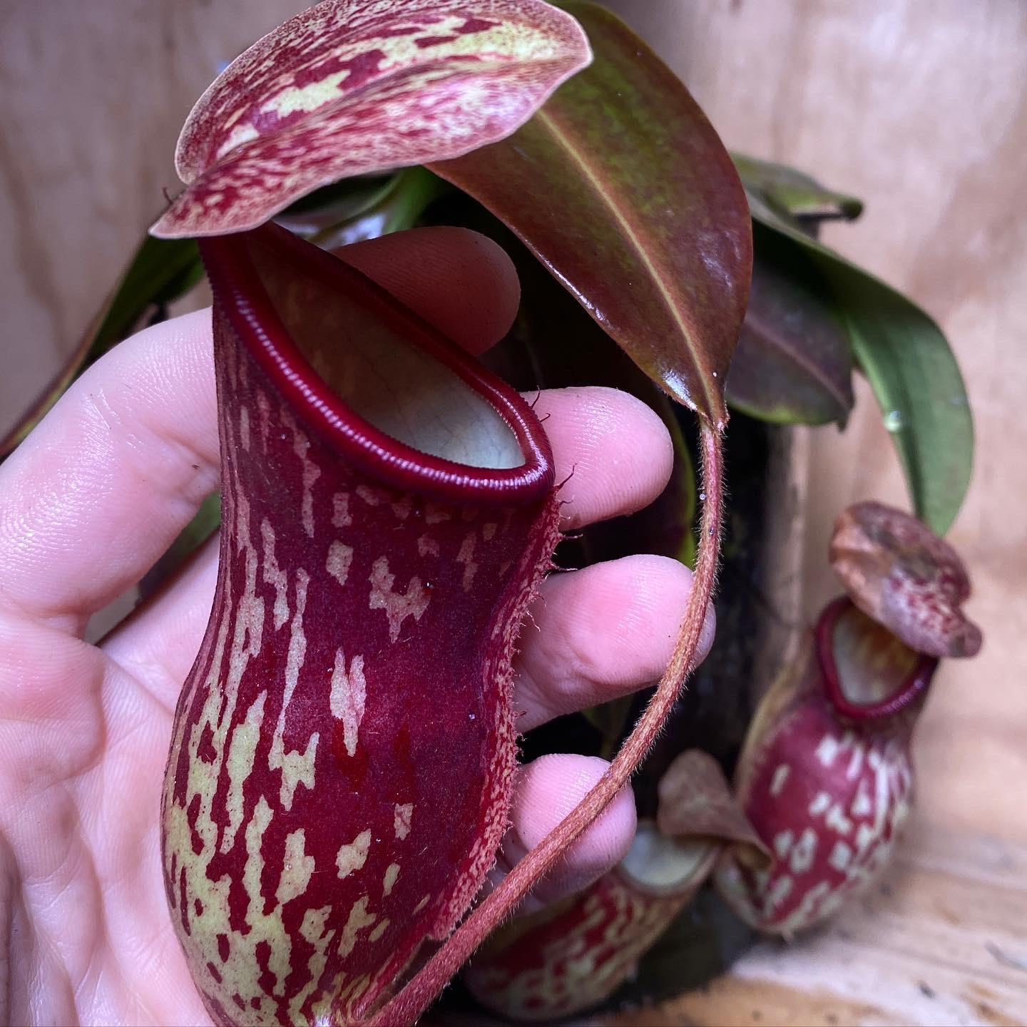 indoor under grow light, in a mesh pot filled with live sphagnum